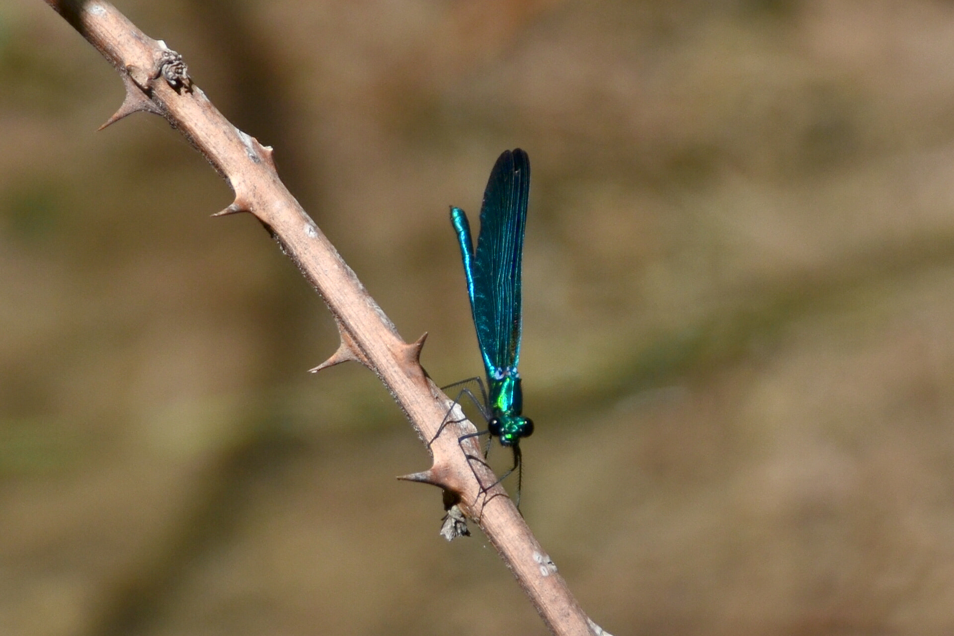 Nikon D5100 + Sigma 18-200mm F3.5-6.3 II DC OS HSM sample photo. Blue dragonfly photography