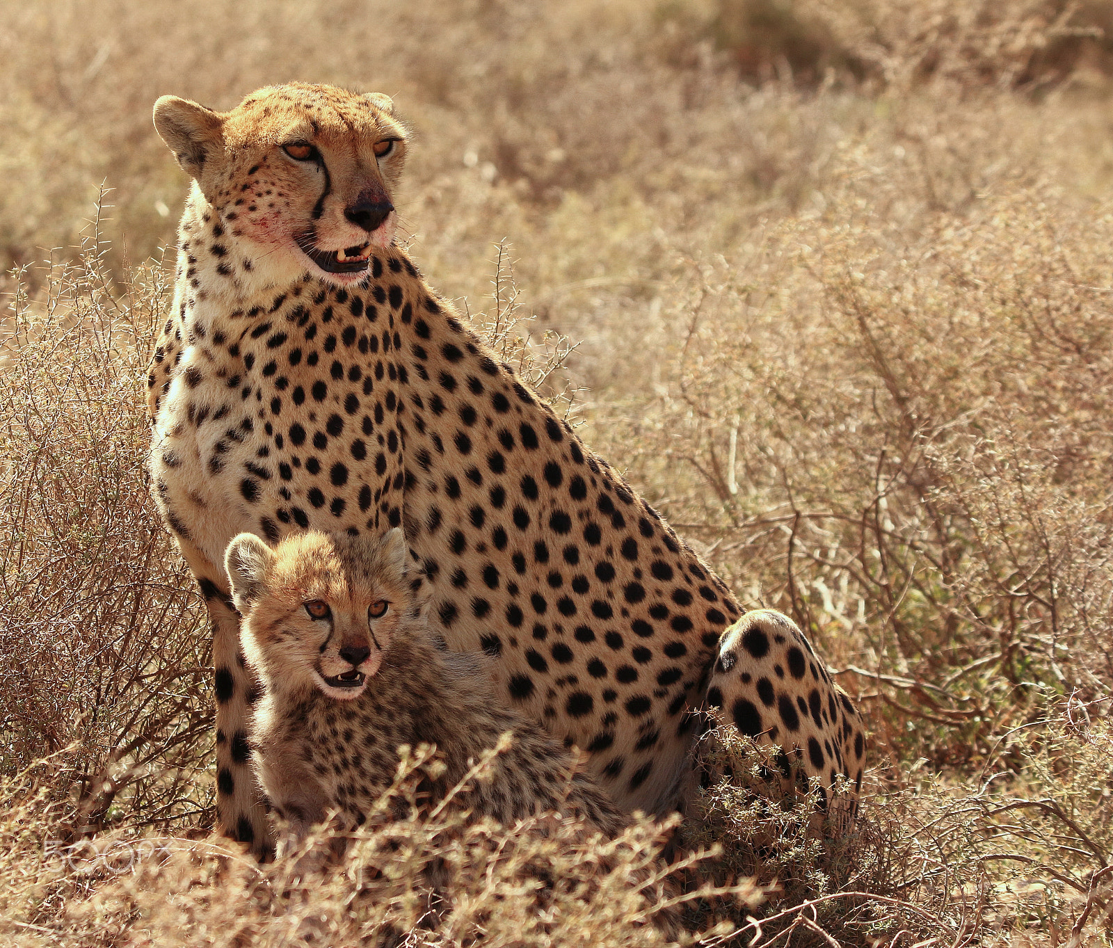Tamron SP 150-600mm F5-6.3 Di VC USD sample photo. Mother@son photography