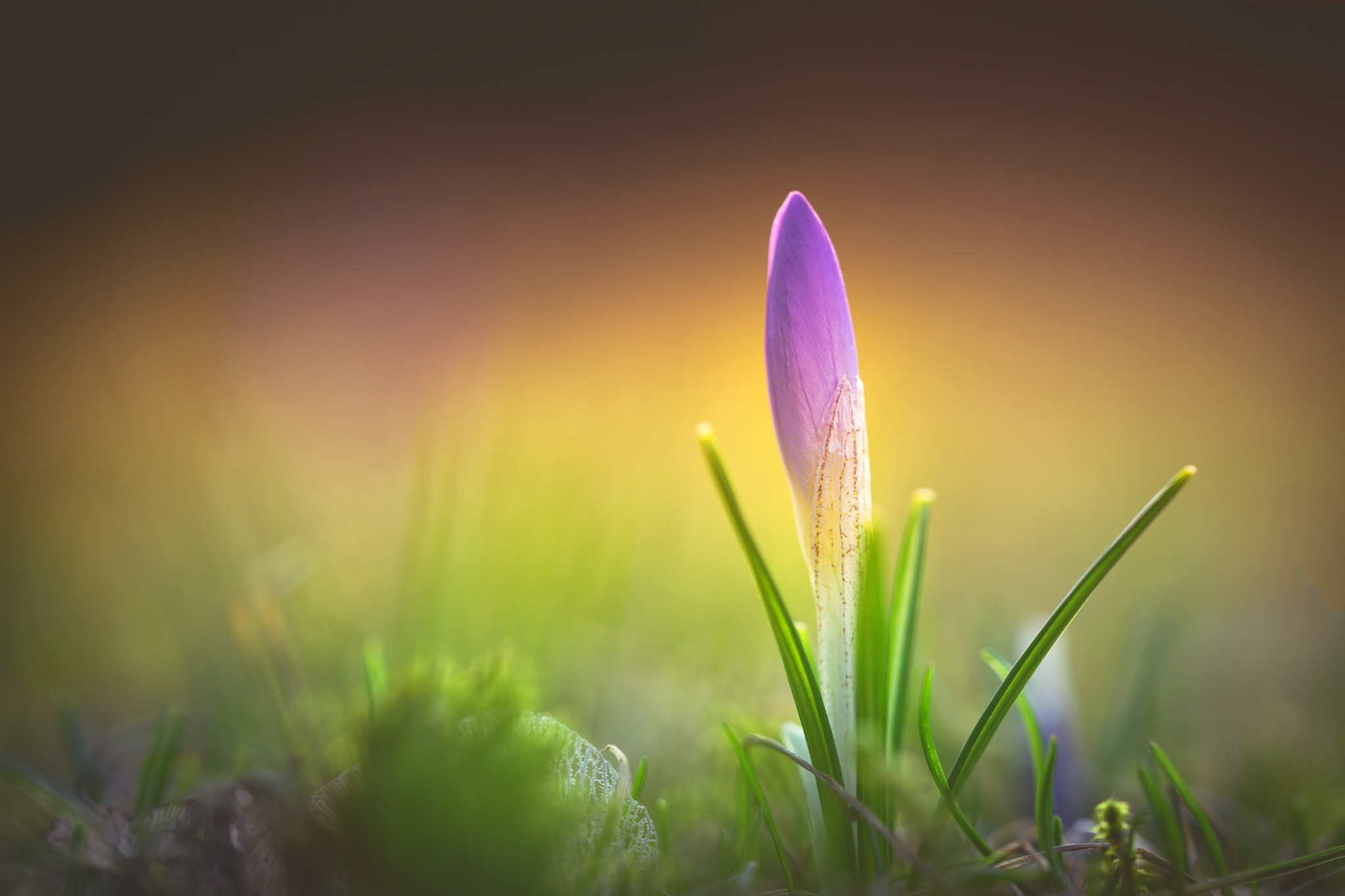 Sony a7 II + Sony FE 90mm F2.8 Macro G OSS sample photo. S.p.r.i.n.g. photography