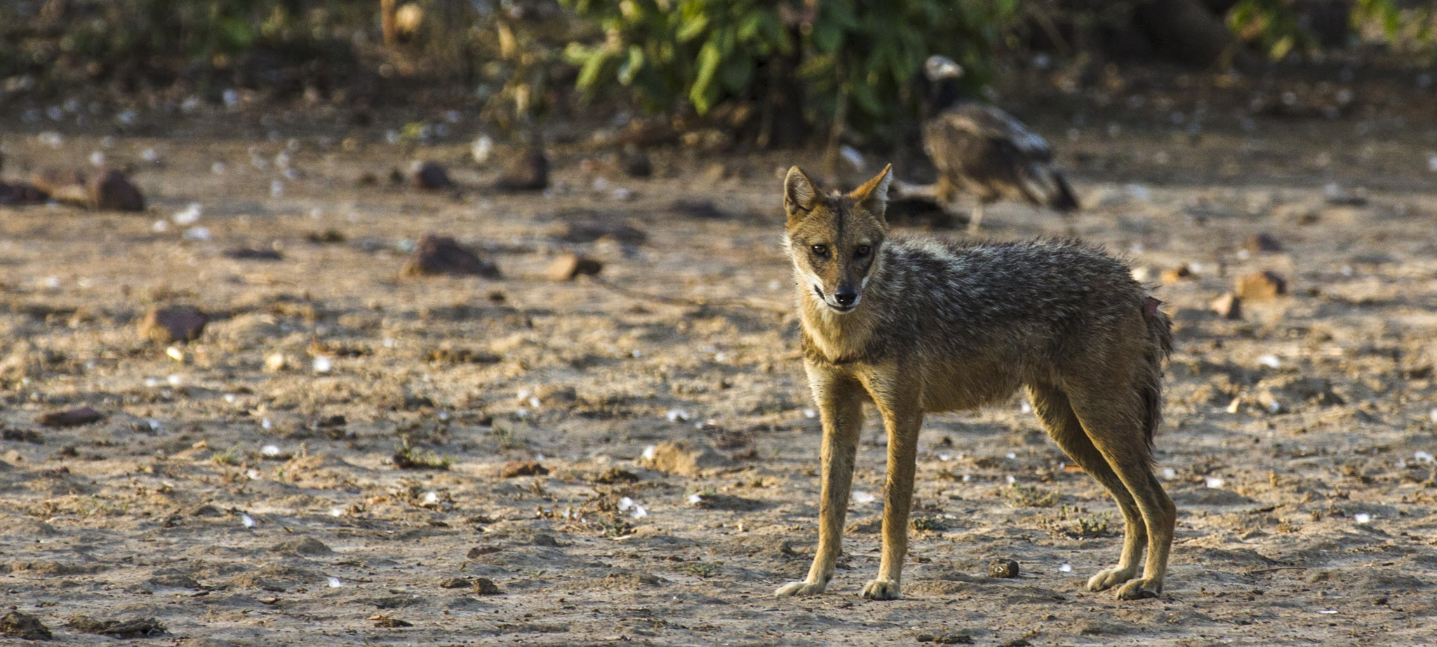 Canon EOS 1100D (EOS Rebel T3 / EOS Kiss X50) + Canon EF 70-200mm F2.8L IS II USM sample photo. The indian jackal photography