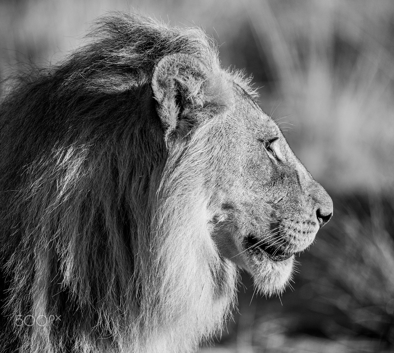 Nikon D4S + Nikon AF-S Nikkor 200-400mm F4G ED-IF VR sample photo. Lions head, b&w photography