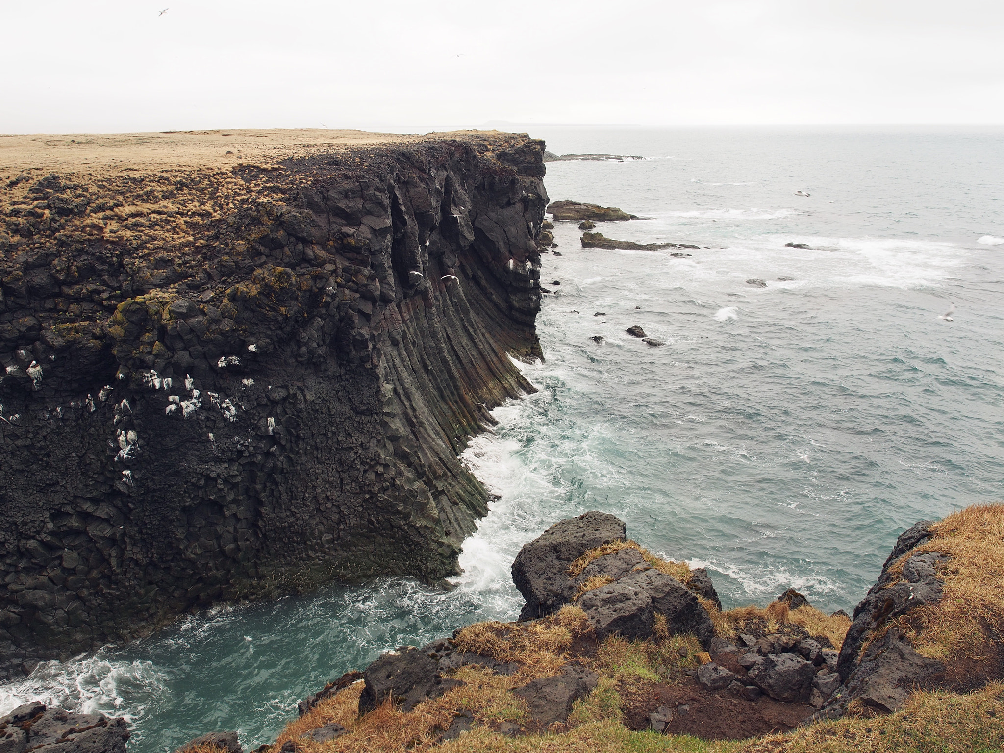 Olympus OM-D E-M5 + Olympus M.Zuiko Digital ED 12-40mm F2.8 Pro sample photo. Bird cliffs at arnarstapi iceland photography