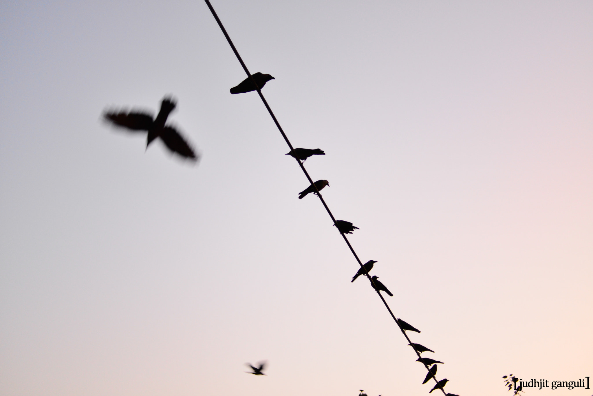 Nikon D610 + Nikon AF Nikkor 35mm F2D sample photo. Birds. sky. minimalism. city life. photography