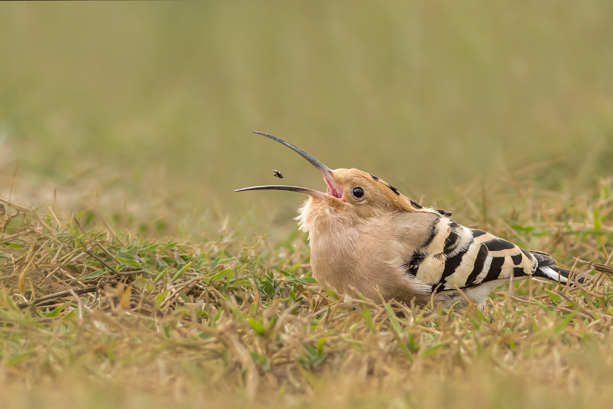 Nikon D7200 + Nikon AF-S Nikkor 300mm F4D ED-IF sample photo. Yumyum photography