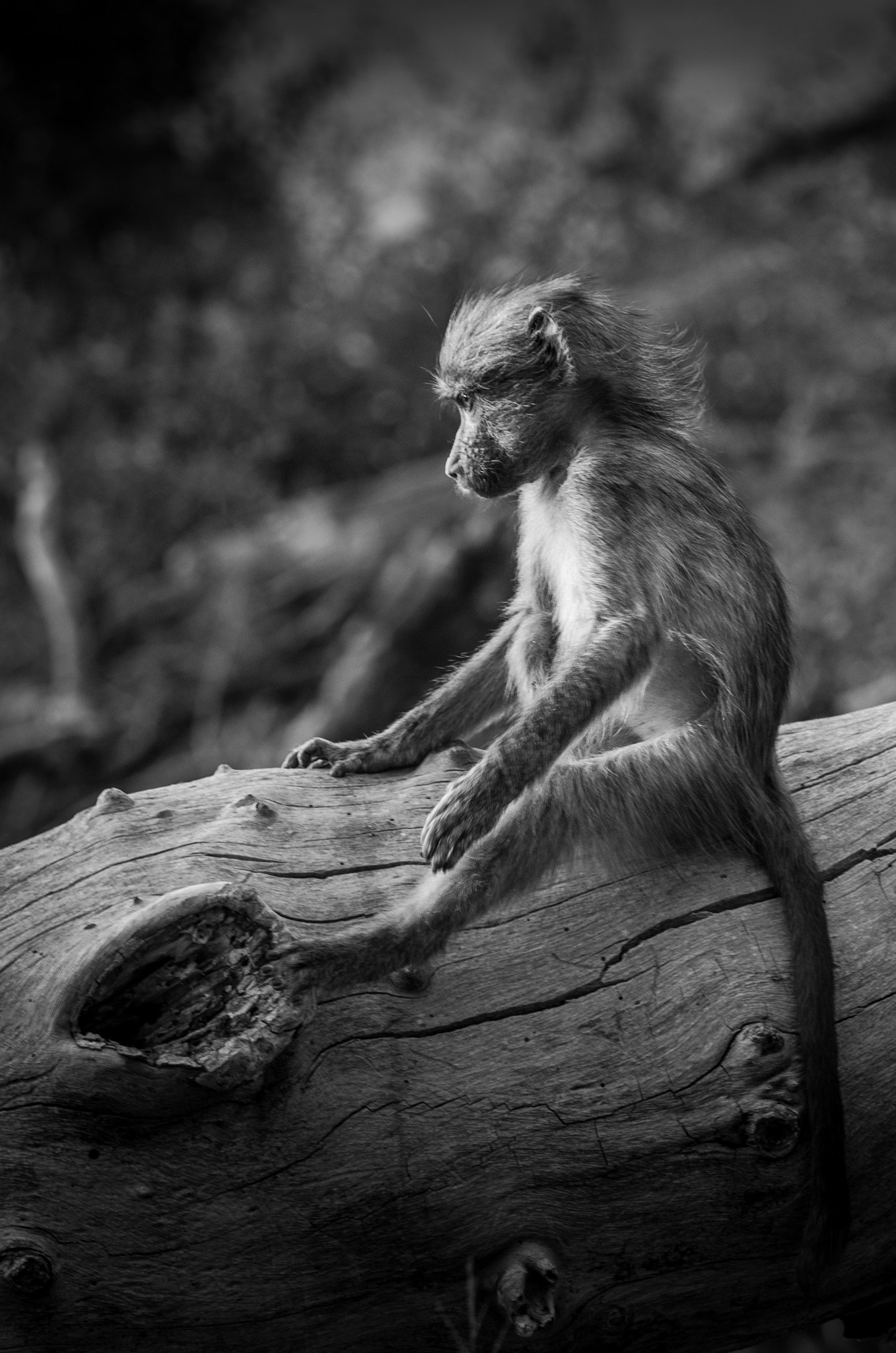 Pentax K-5 II sample photo. Thougtfull baboon photography