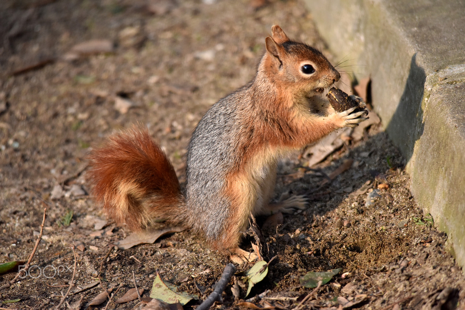 Sigma 150-500mm F5-6.3 DG OS HSM sample photo. Daily rutine photography