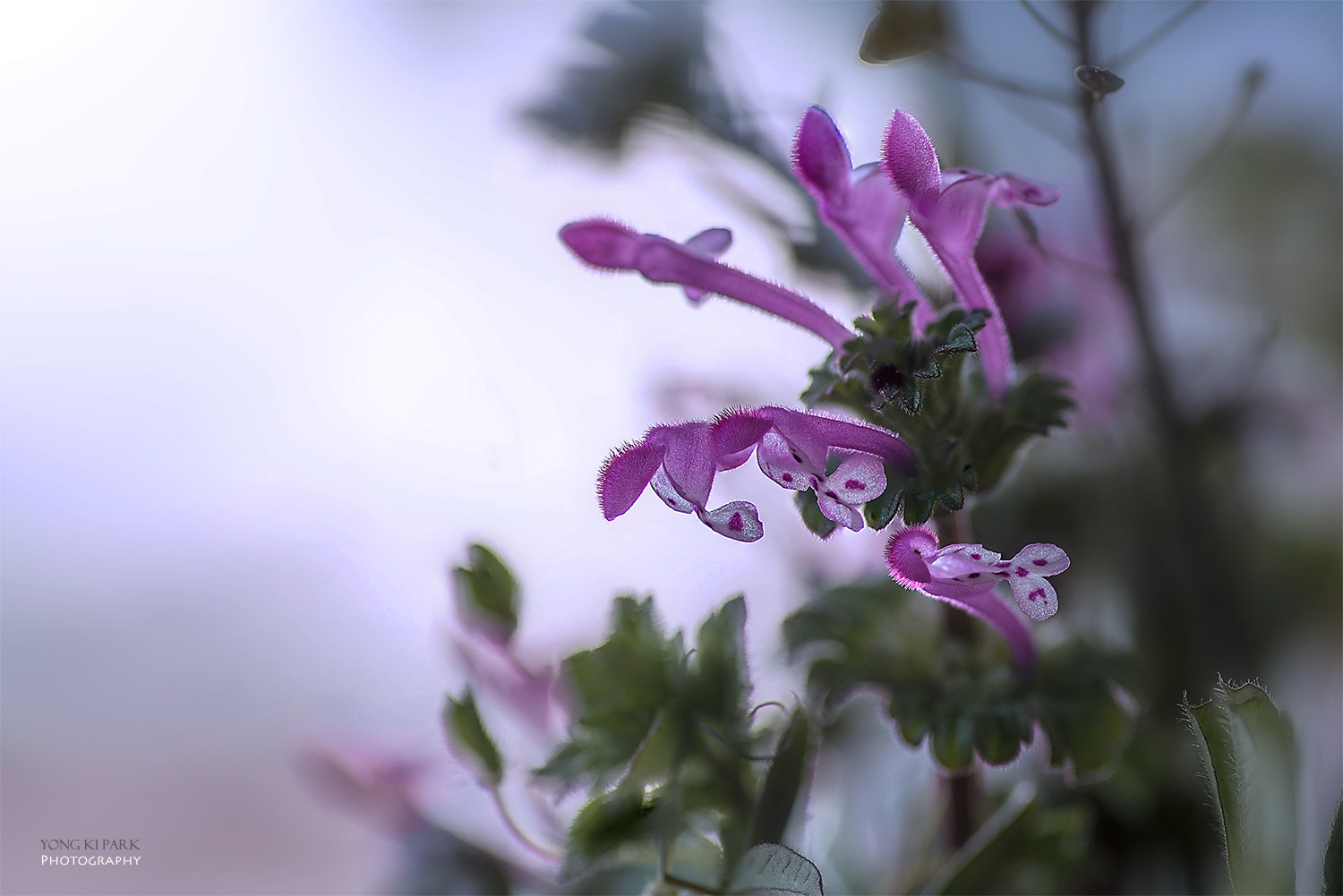 Pentax smc D-FA 100mm F2.8 Macro WR sample photo. Spring of the south-6 photography