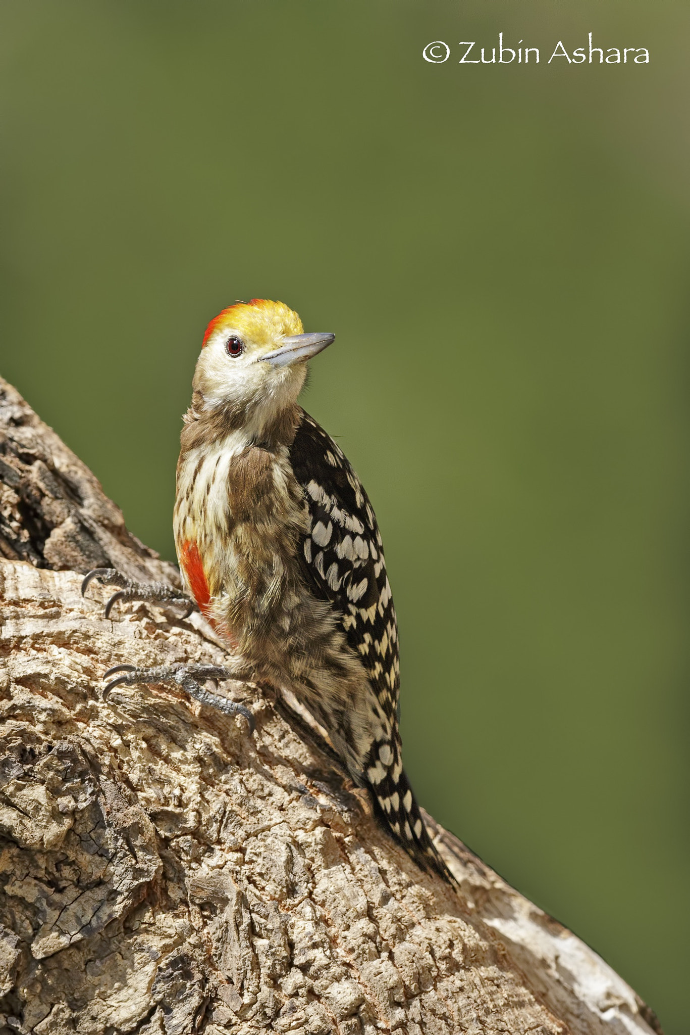 Canon EOS 7D Mark II + Canon EF 600mm F4L IS II USM sample photo. Yellow-crowned woodpecker photography