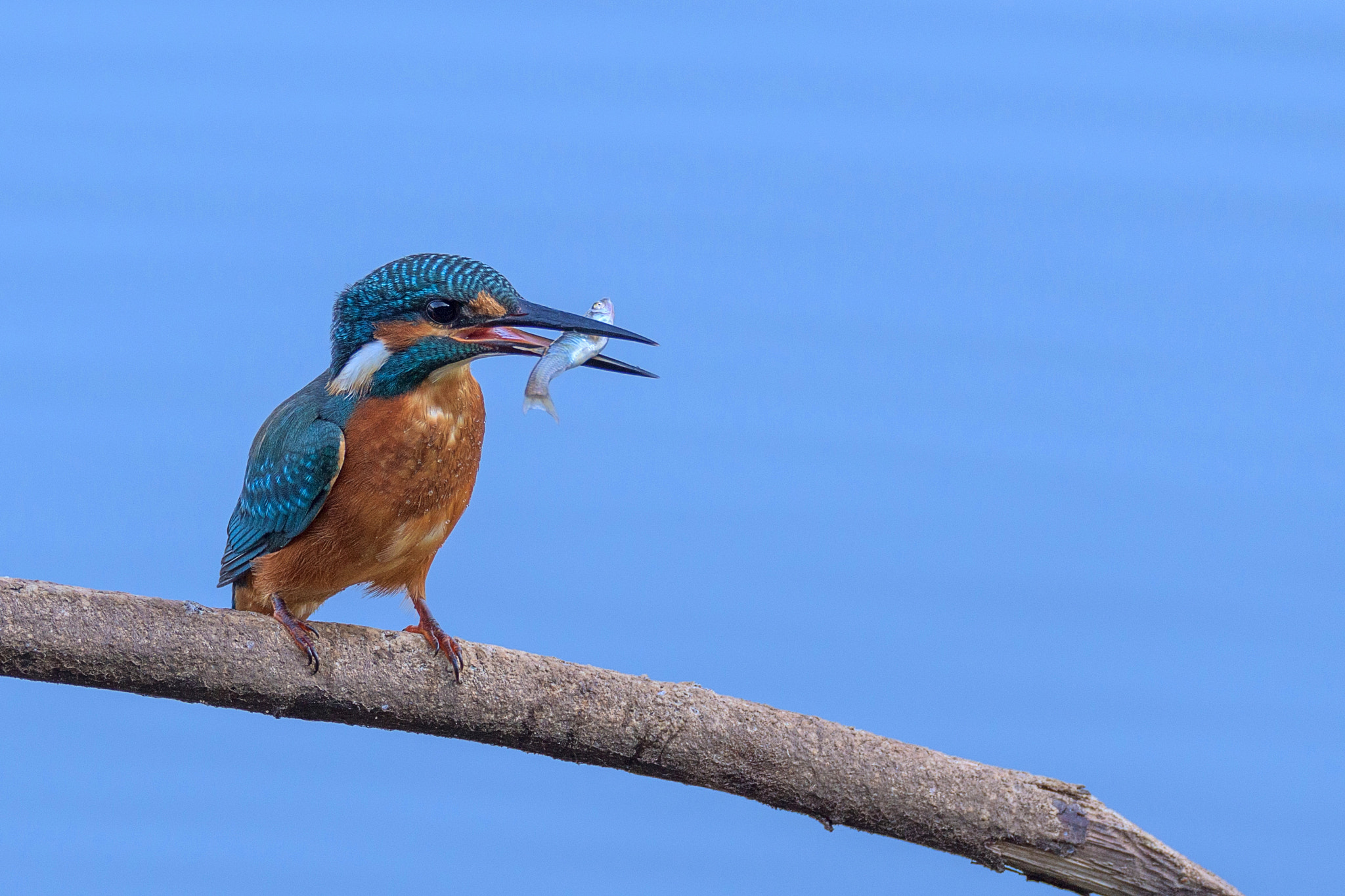 Sigma 150-600mm F5-6.3 DG OS HSM | S sample photo. Kingfisher photography