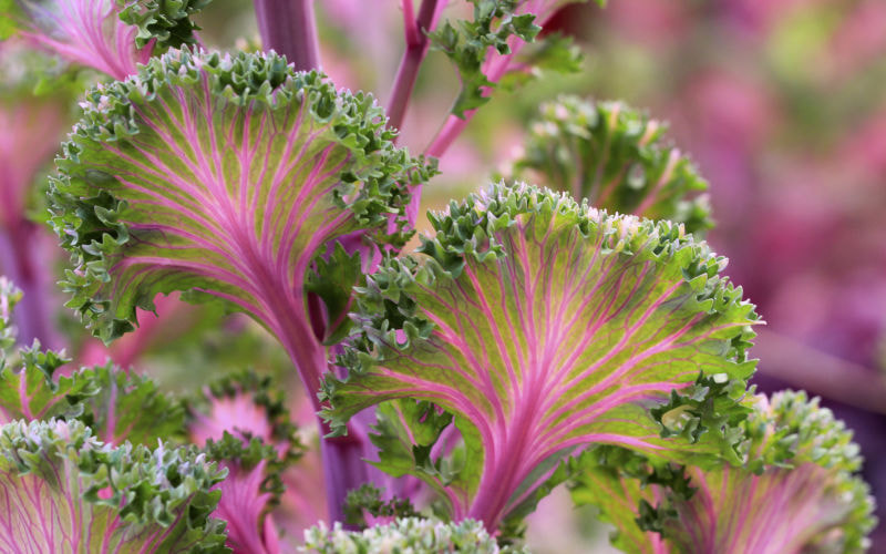 Canon EF 100mm F2.8L Macro IS USM sample photo. Fans photography