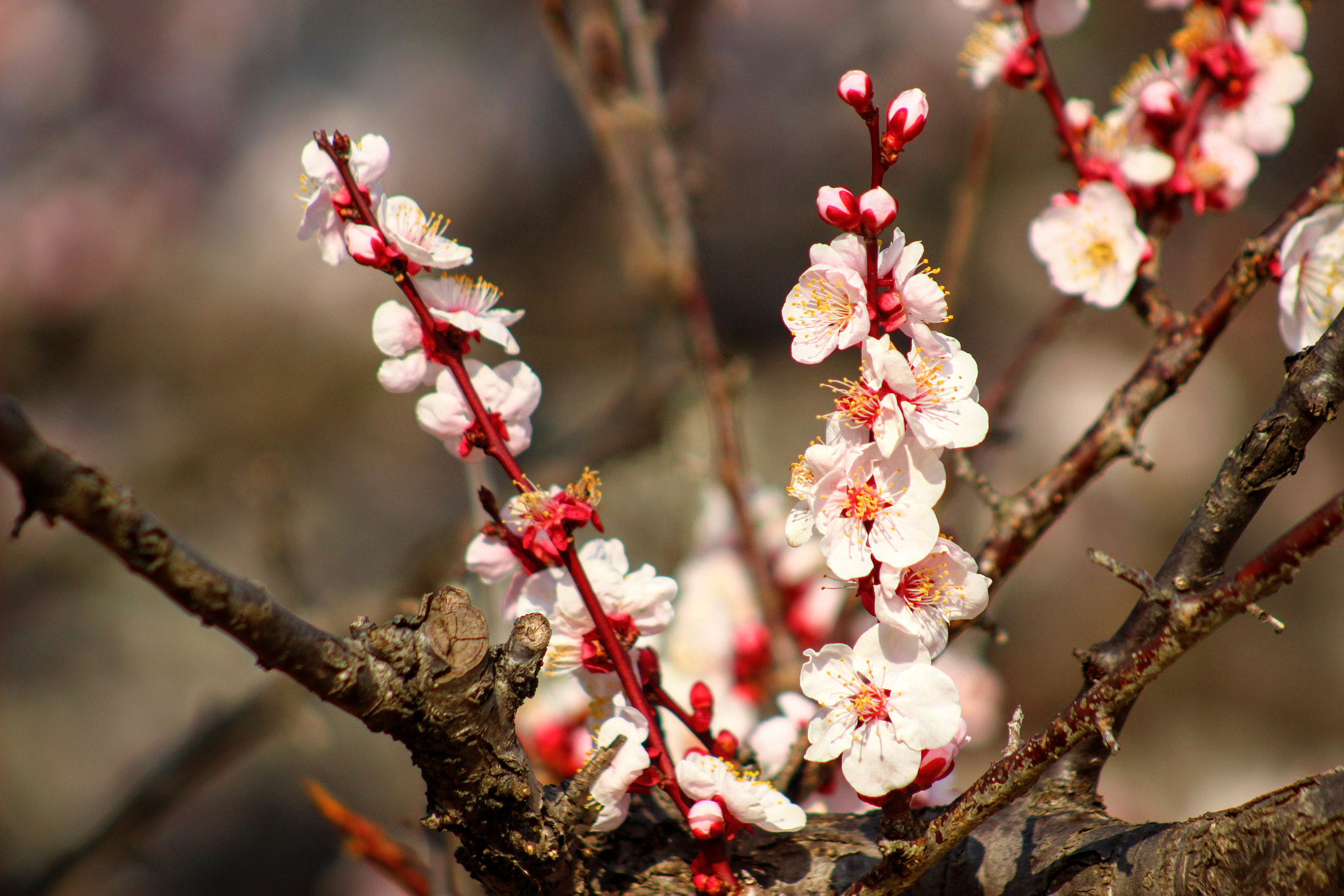 Canon EF 75-300mm f/4-5.6 USM sample photo. もうすぐ photography