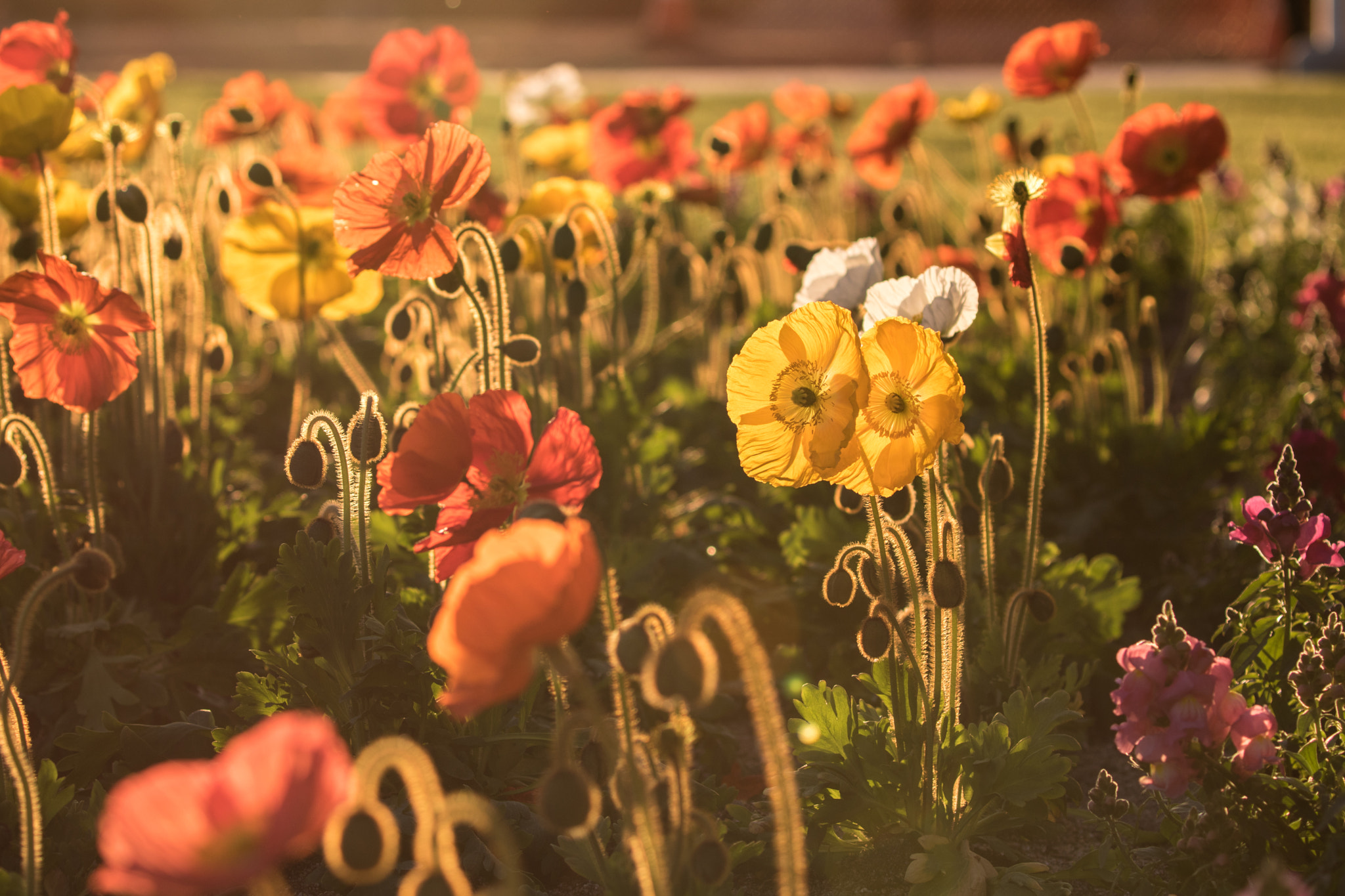 Canon EOS 760D (EOS Rebel T6s / EOS 8000D) sample photo. Spring is coming photography