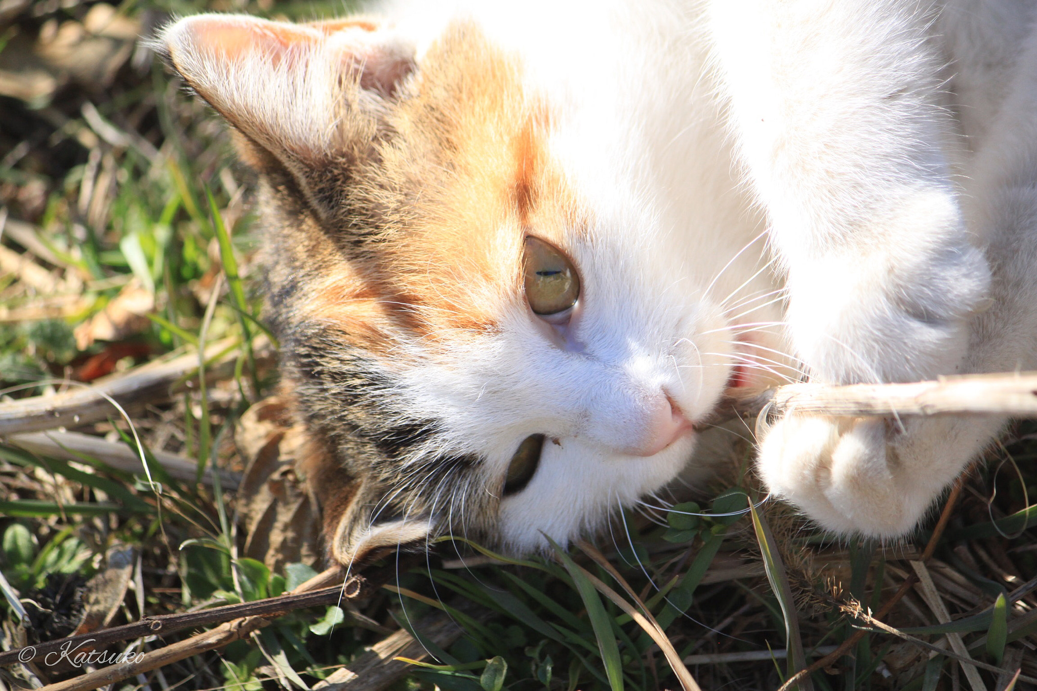 Canon EF-S 55-250mm F4-5.6 IS sample photo. ⭐︎三毛猫 mike neko photography