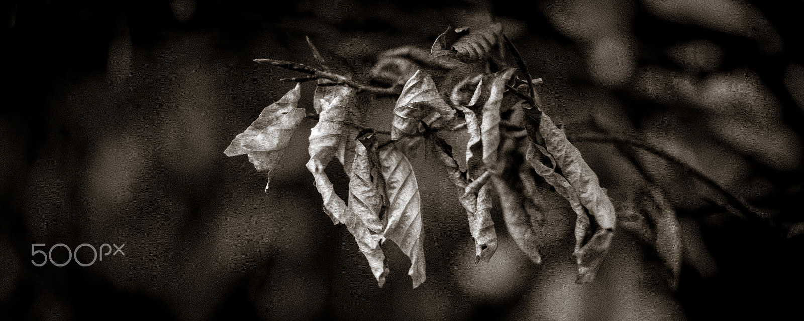 Summicron-M 1:2/50 sample photo. Dry photography