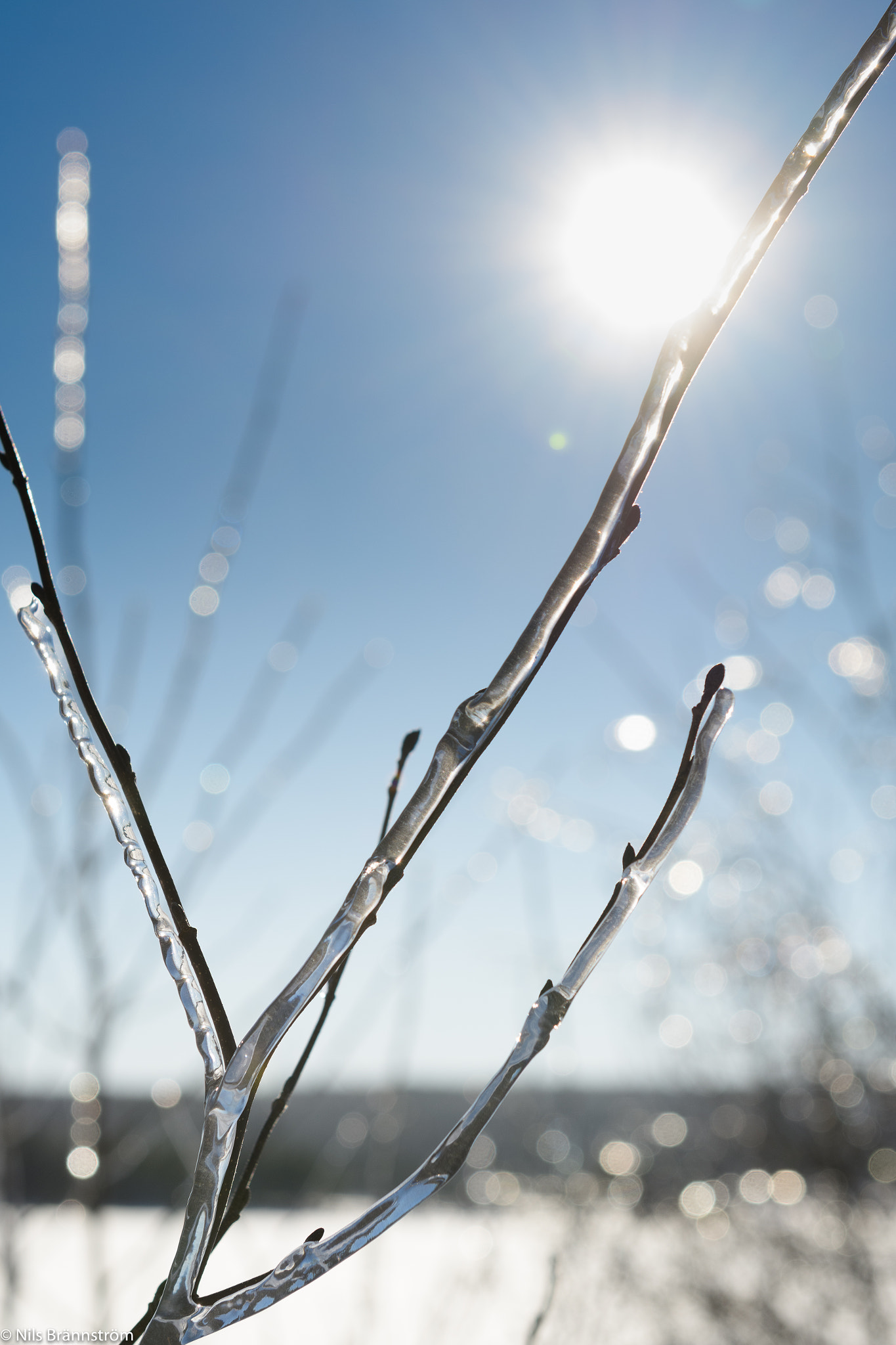 Nikon AF-S Nikkor 24-70mm F2.8G ED sample photo. Ice branches photography