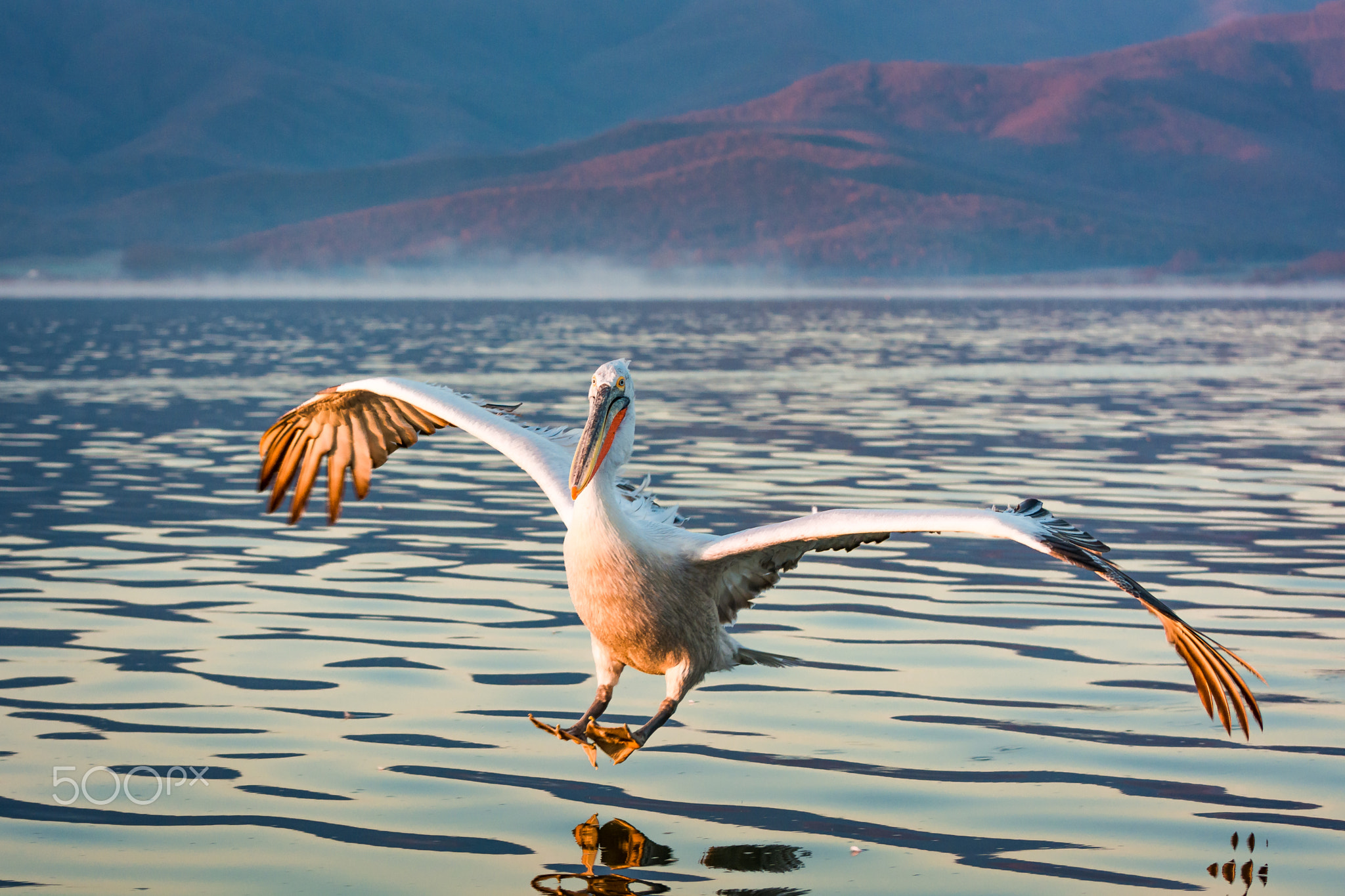 Ready For Landing