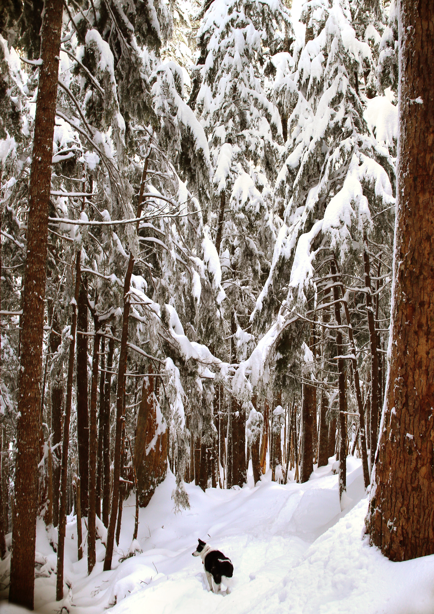 Canon EOS 6D + Sigma 30mm F1.4 EX DC HSM sample photo. Winter wonderland photography