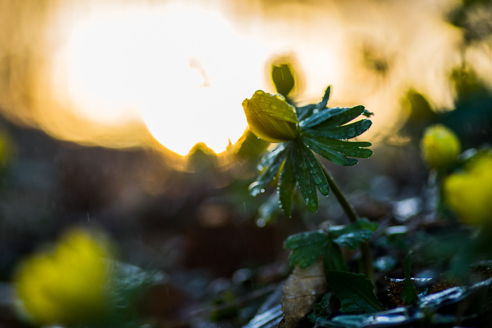 Sony a7R + Sony DT 50mm F1.8 SAM sample photo. Sunbather photography