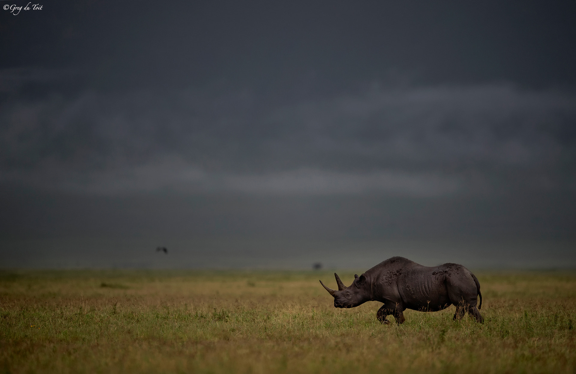 Nikon D4S + Nikon AF-S Nikkor 500mm F4E FL ED VR sample photo. Dinosaur on the plains photography