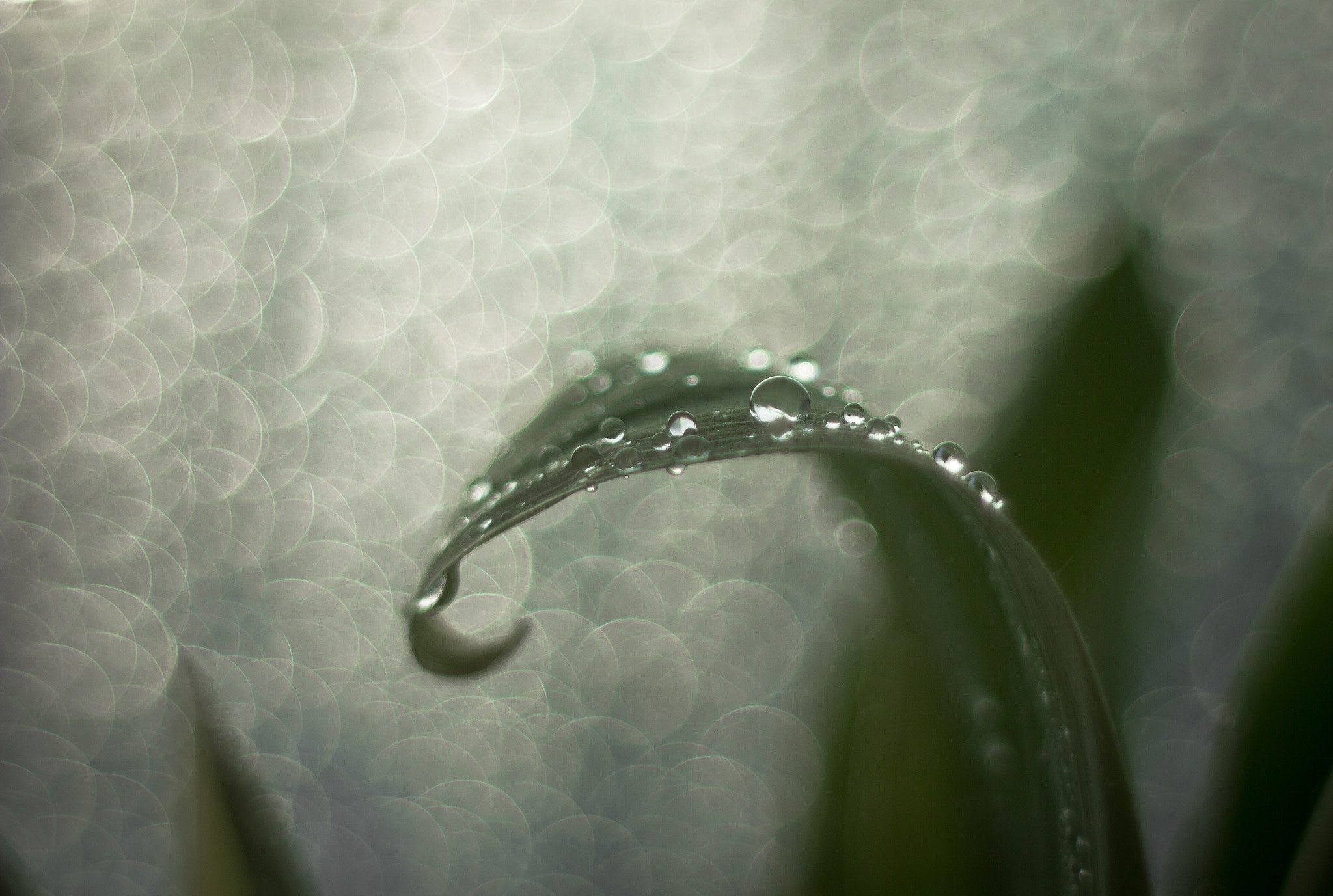 Canon EF 35-80mm f/4-5.6 sample photo. Капли photography