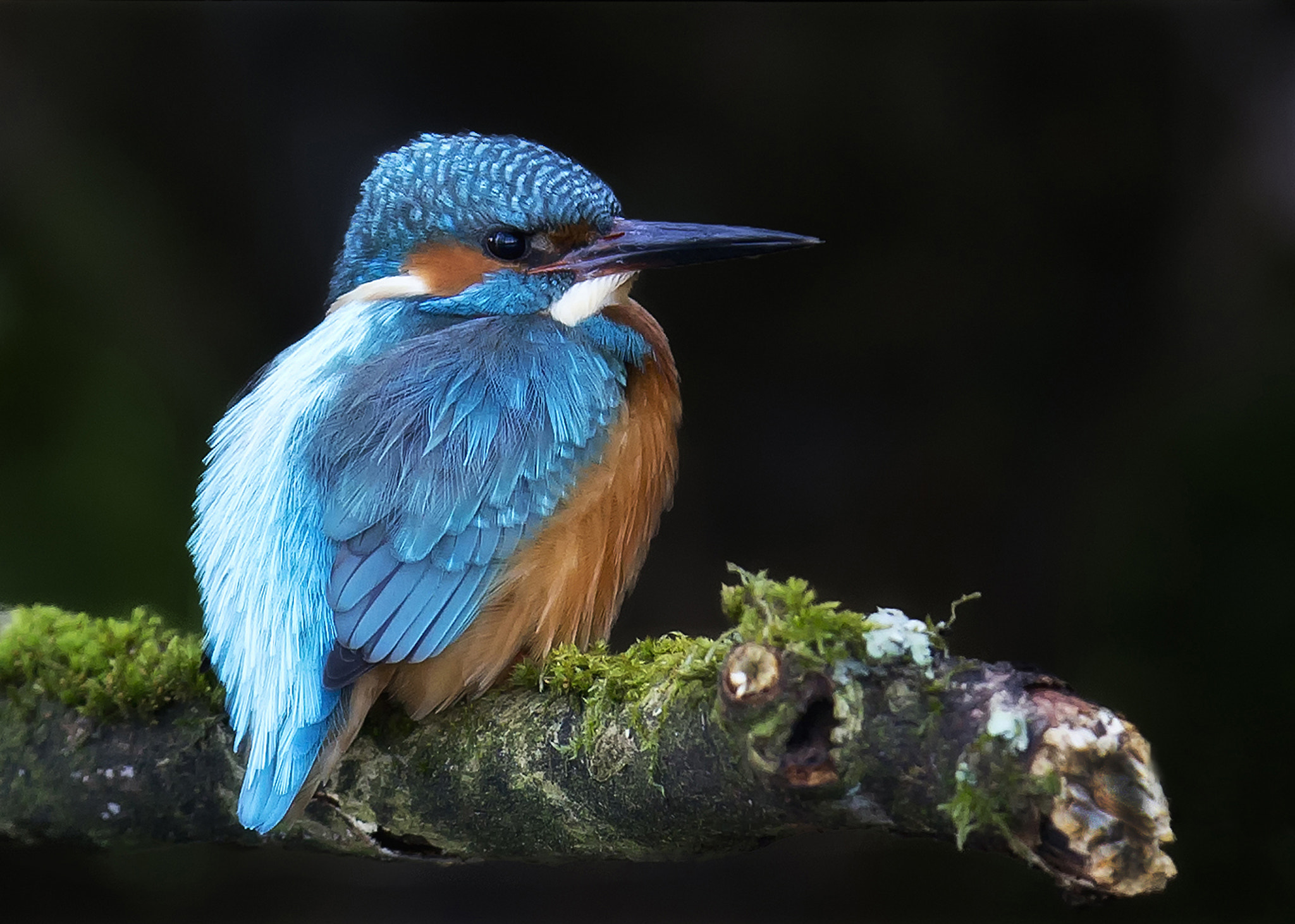 Canon EOS-1D X + Canon EF 400mm F2.8L IS II USM sample photo. Kingfisher photography