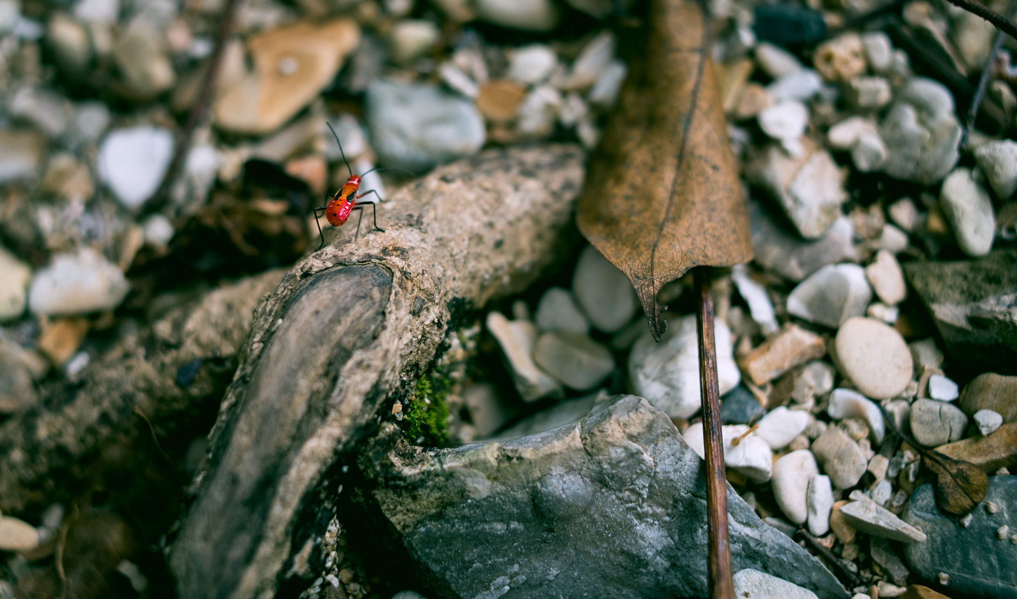 Nikon AF Nikkor 35mm F2D sample photo. Insect photography