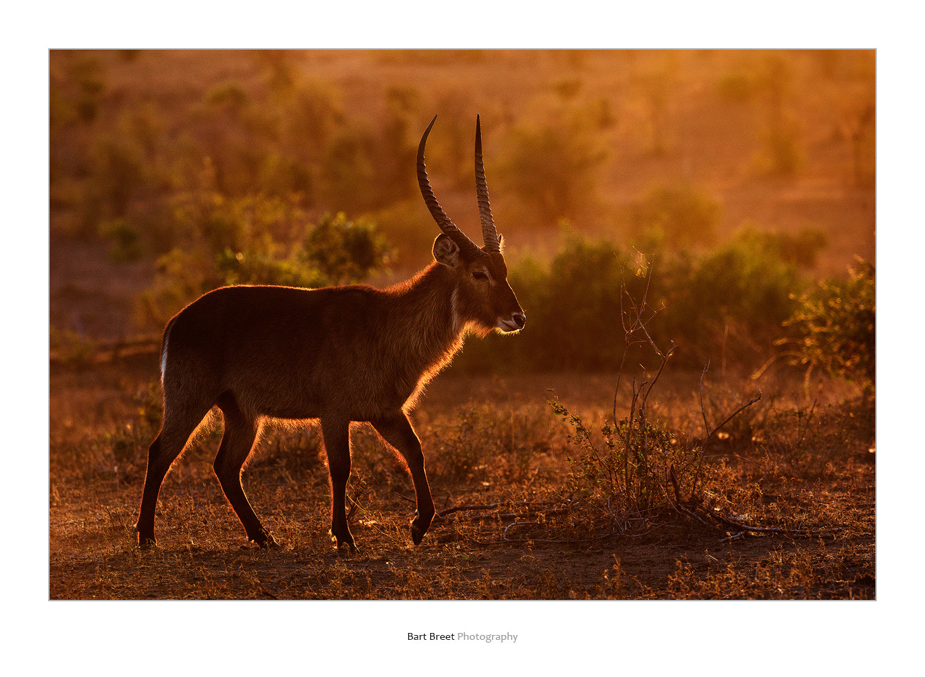 Canon EF 300mm F2.8L IS USM sample photo. Waterbuck photography