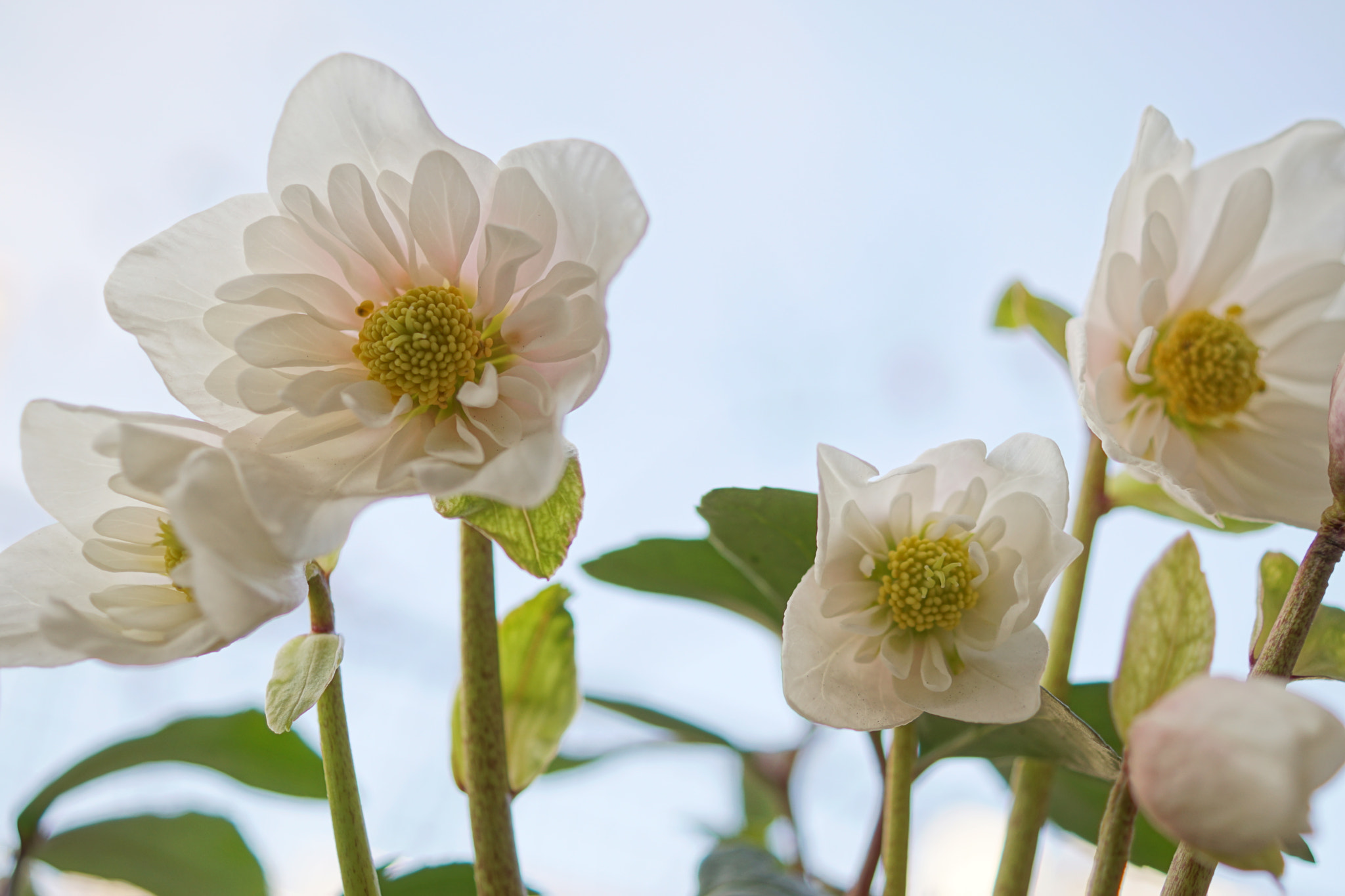 Sony DT 30mm F2.8 Macro SAM sample photo. Christmas rose photography