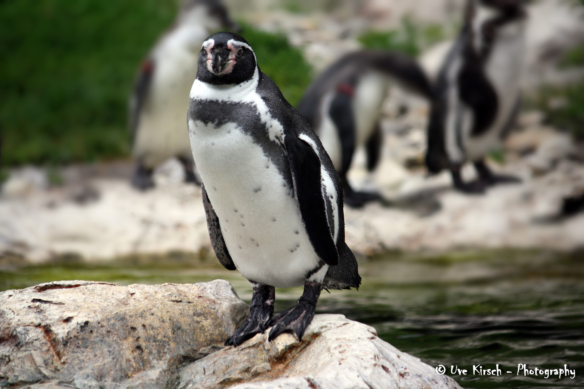 Canon EF-S 55-250mm F4-5.6 IS sample photo. Penguin portrait photography
