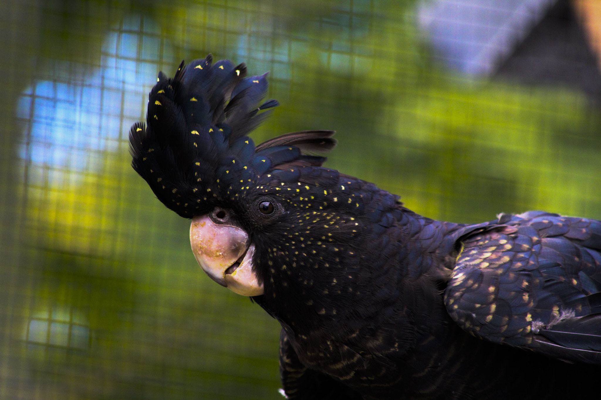 Canon EF 70-300mm F4-5.6 IS USM sample photo. Bird photography