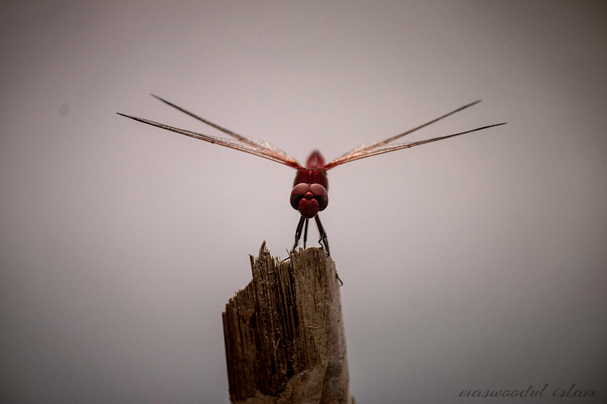 Canon EF-S 55-250mm F4-5.6 IS II sample photo. Dragon fly photography