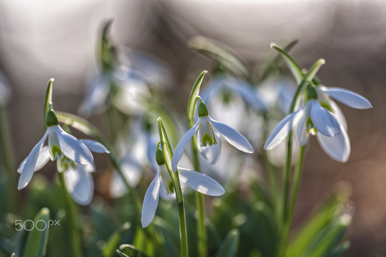 Sigma 150mm F2.8 EX DG OS Macro HSM sample photo. Snowdrops photography