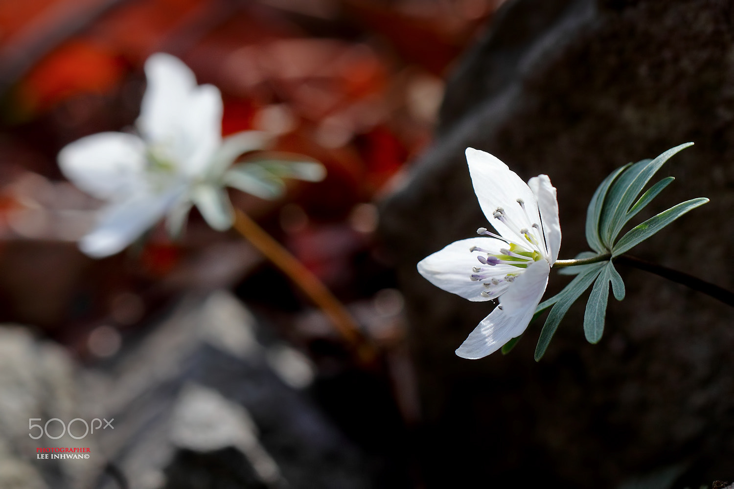 Canon EOS-1D Mark IV + Canon EF 100mm F2.8L Macro IS USM sample photo. Just feel the nature - eranthis byunsanensis photography