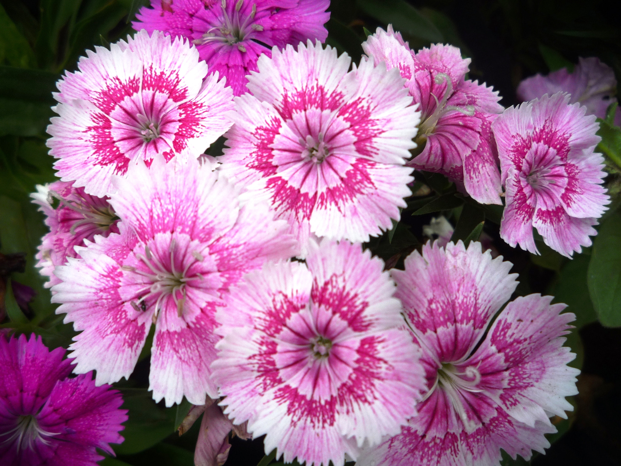 Panasonic DMC-LZ10 sample photo. Small flowers photography