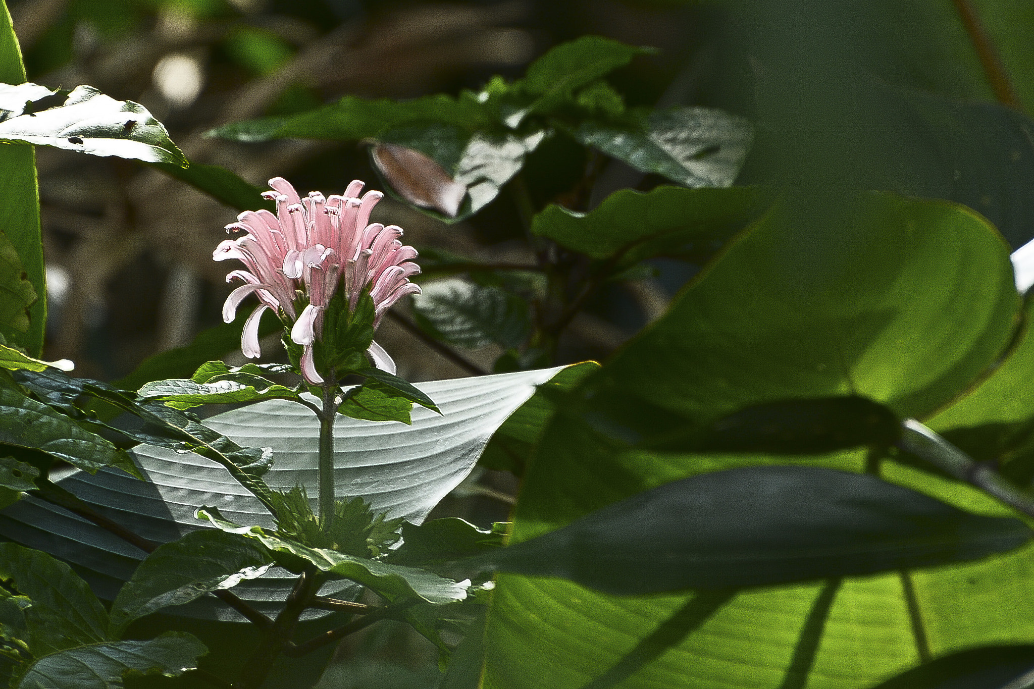 AF Micro-Nikkor 105mm f/2.8 sample photo. Tons de rosa na imensidão verde. photography