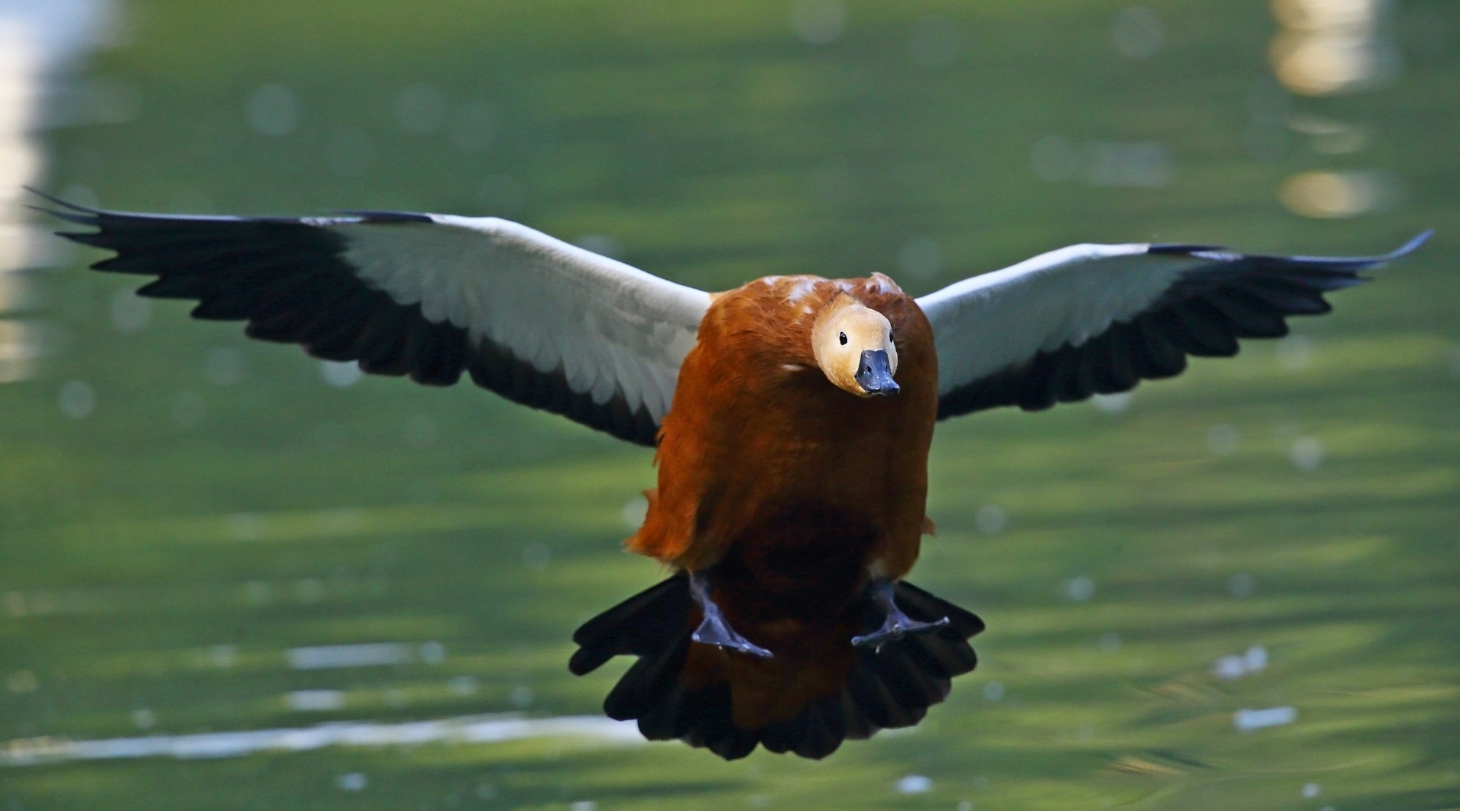 Canon EF 300mm F2.8L IS II USM sample photo. Tadorna ferruginea photography