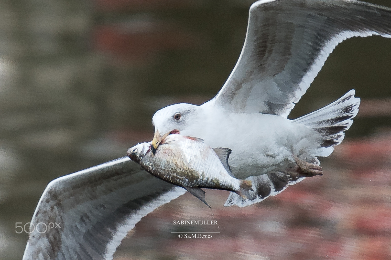 Nikon AF-S Nikkor 70-200mm F2.8G ED VR II sample photo. Seagull hamburg photography