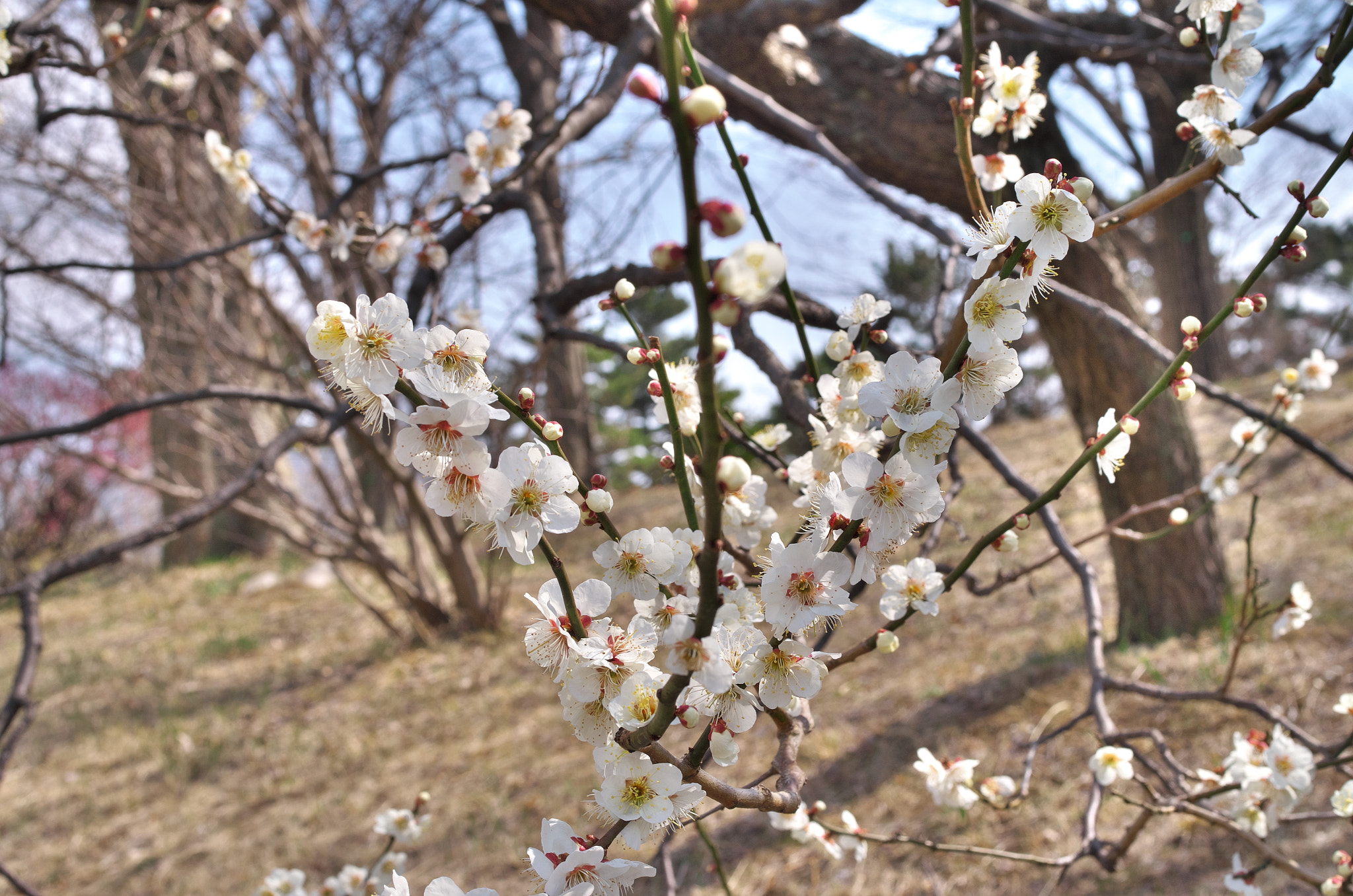 Pentax K-01 sample photo. On the hill.... photography