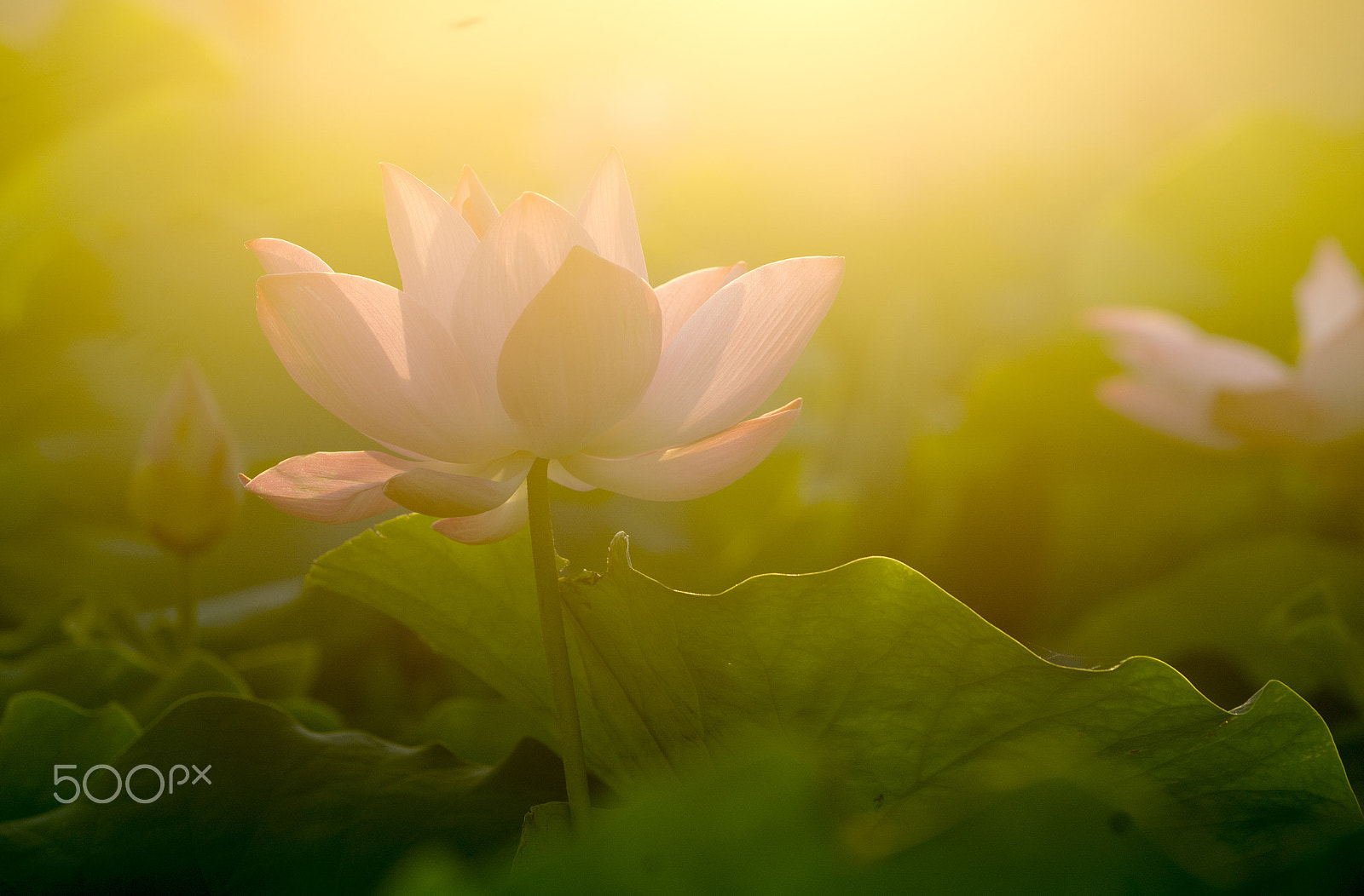 Sony a7 + Sony FE 70-200mm F4 G OSS sample photo. Lotus flower on sunshine photography