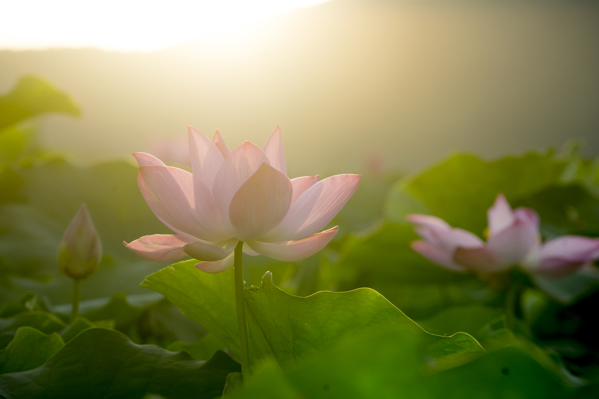 Sony a7 + Sony FE 70-200mm F4 G OSS sample photo. Lotus flower on sunshine photography