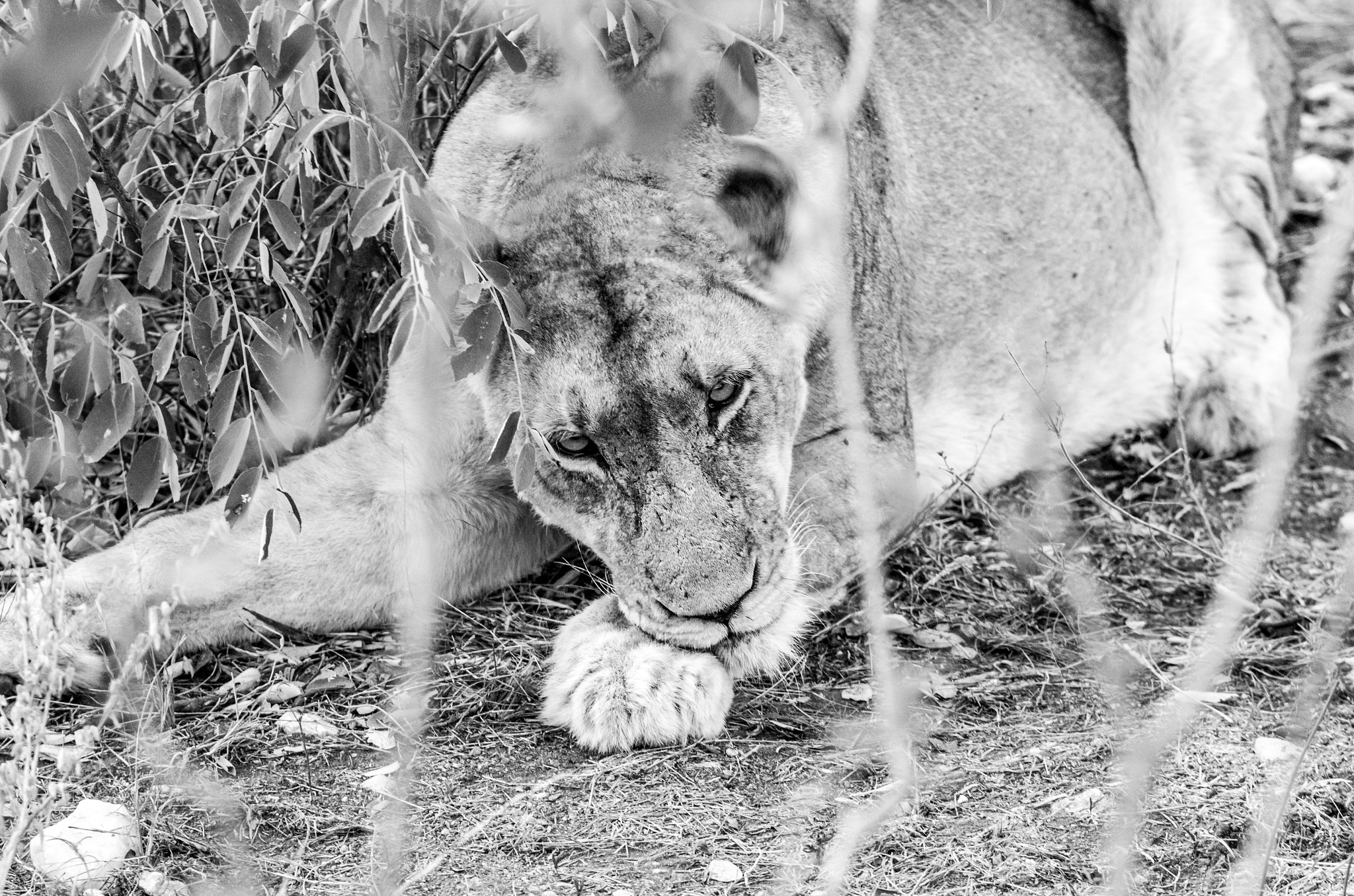 Pentax K-5 II sample photo. Lioness photography