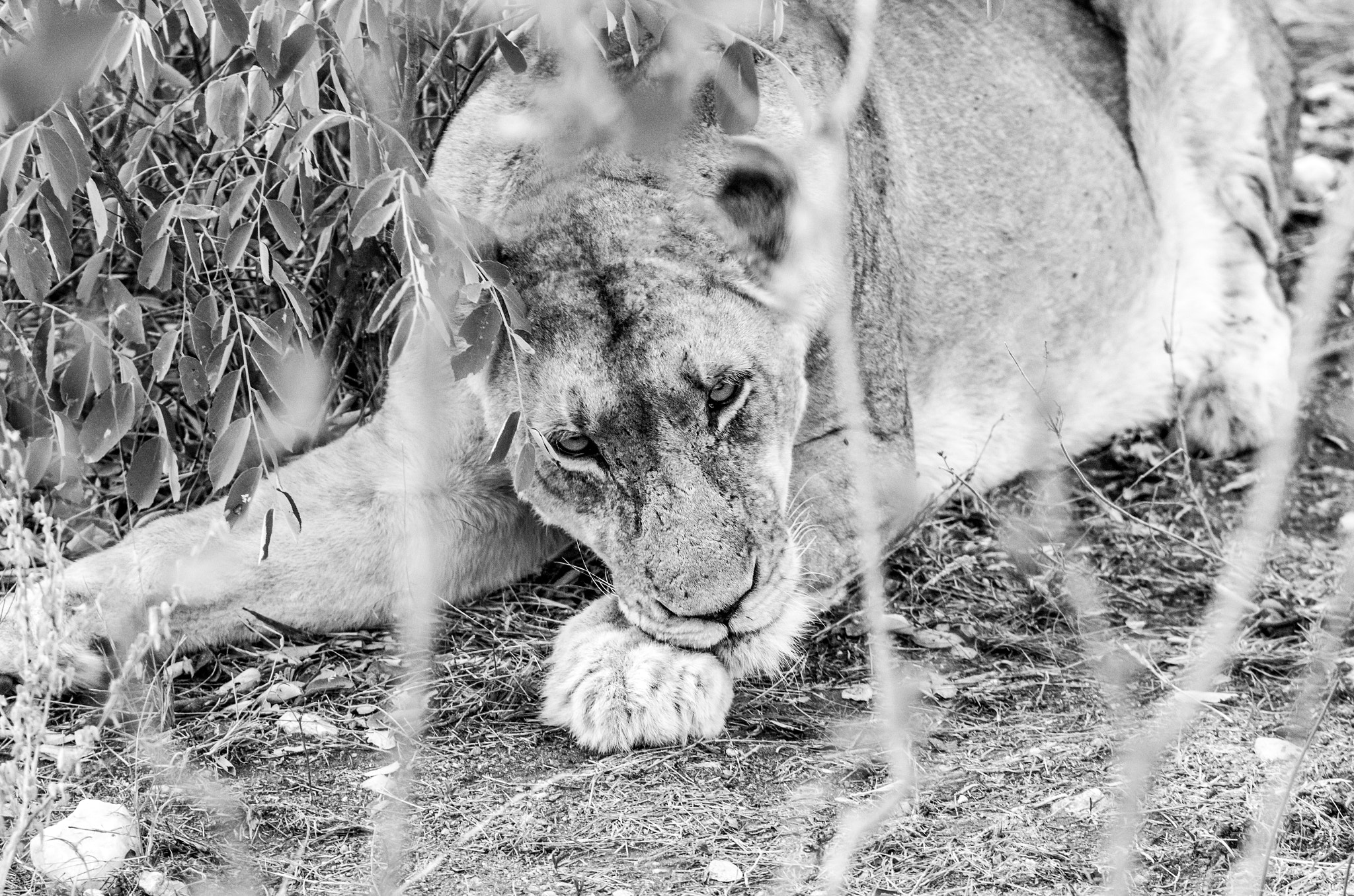 Pentax K-5 II sample photo. Lioness photography