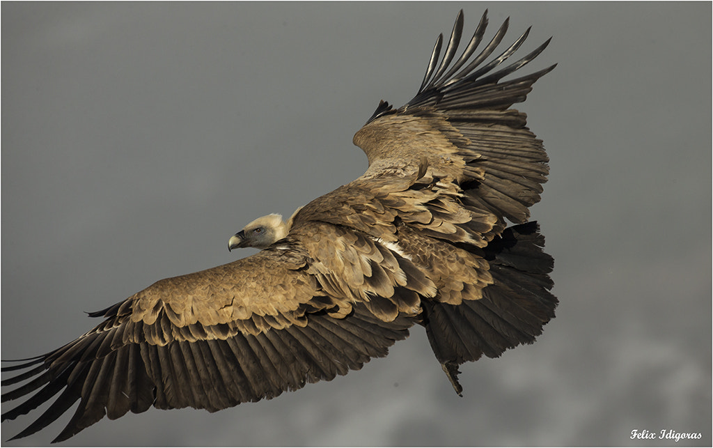 Canon EOS-1D X + Canon EF 500mm F4L IS USM sample photo. Buitre leonado photography