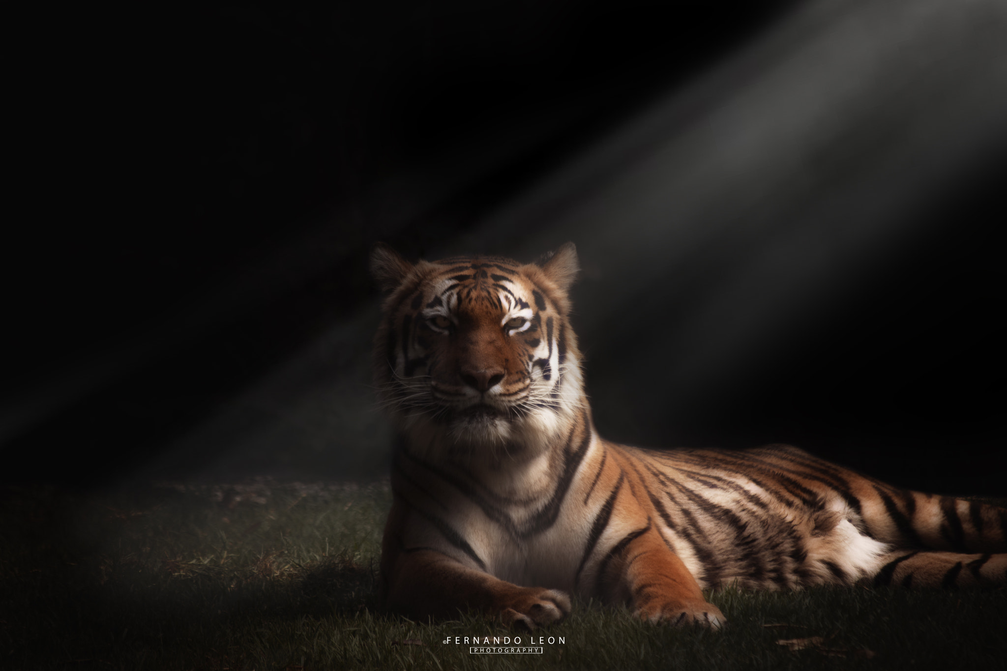 Nikon D7200 sample photo. Tiger photography