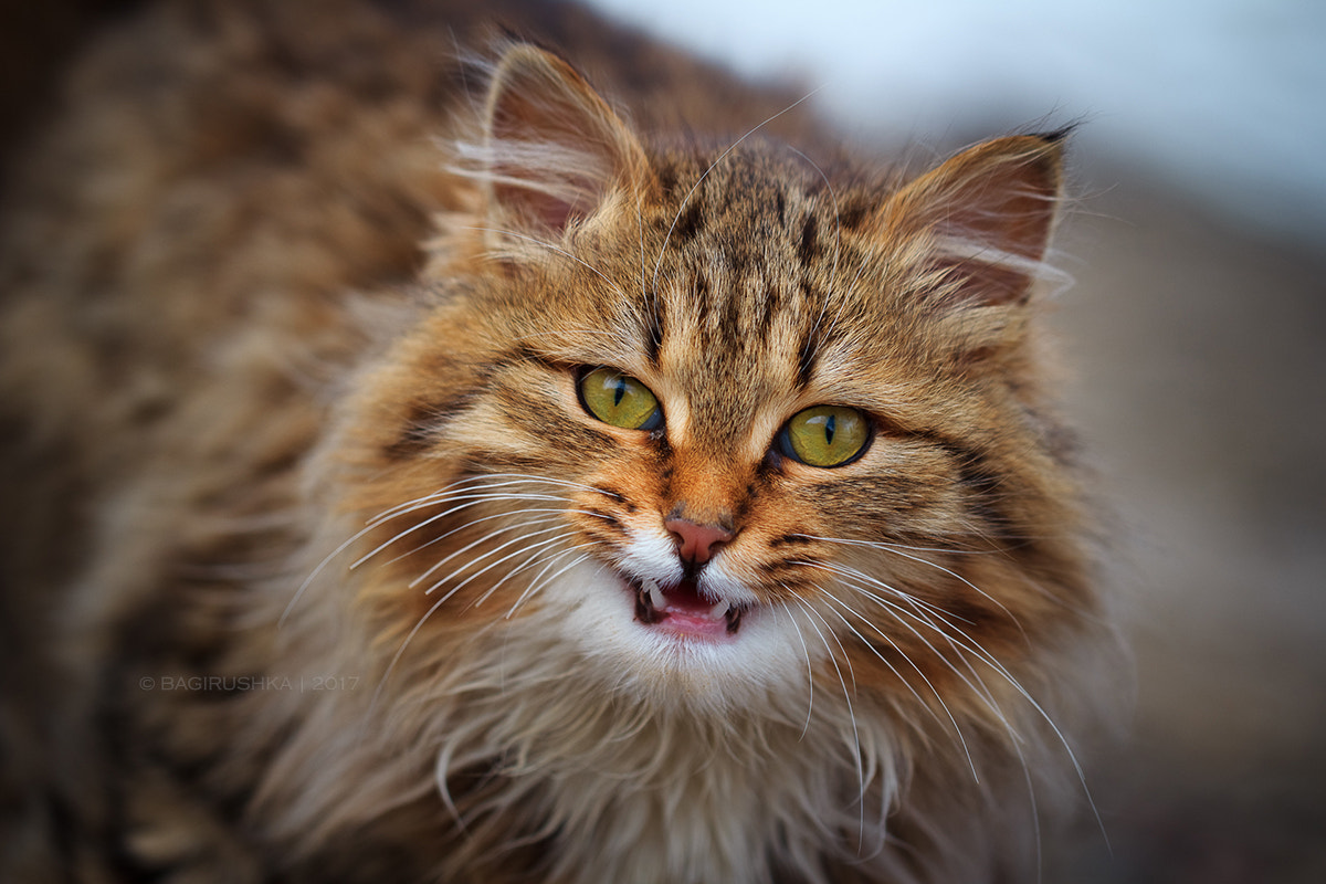 Canon EF 100mm F2.8L Macro IS USM sample photo. Fluffy evil photography