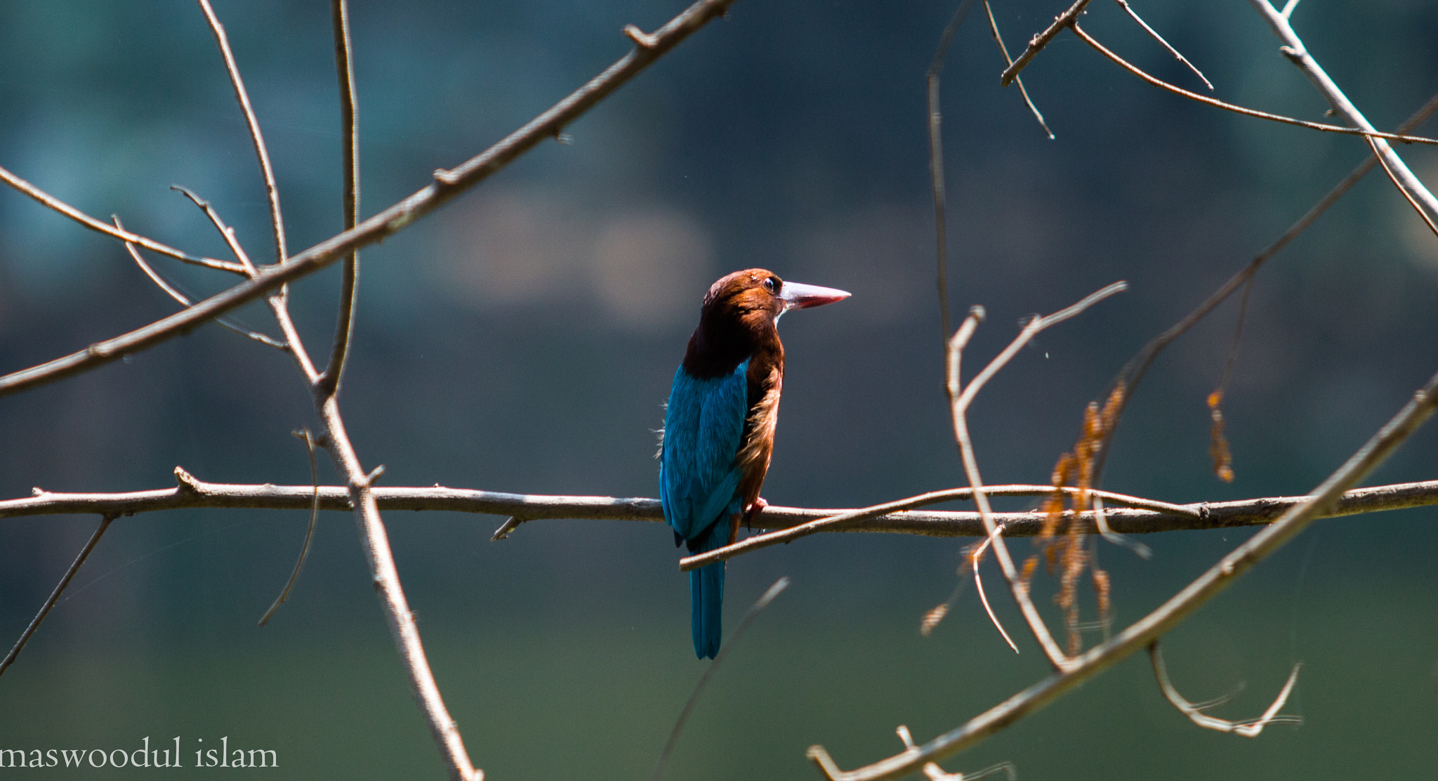 Canon EOS 70D + Canon EF 70-200mm F2.8L USM sample photo. Kingfisher photography