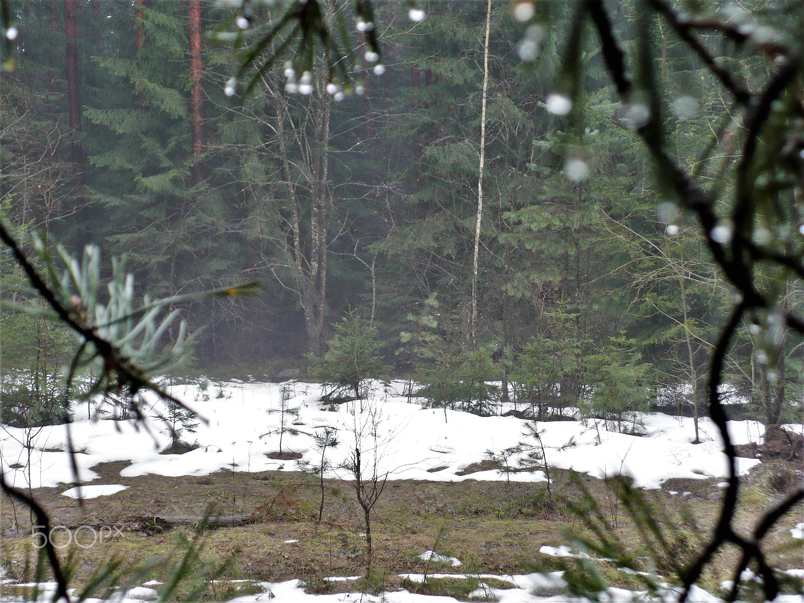 Panasonic DMC-LZ7 sample photo. Spring rain is in the woods photography