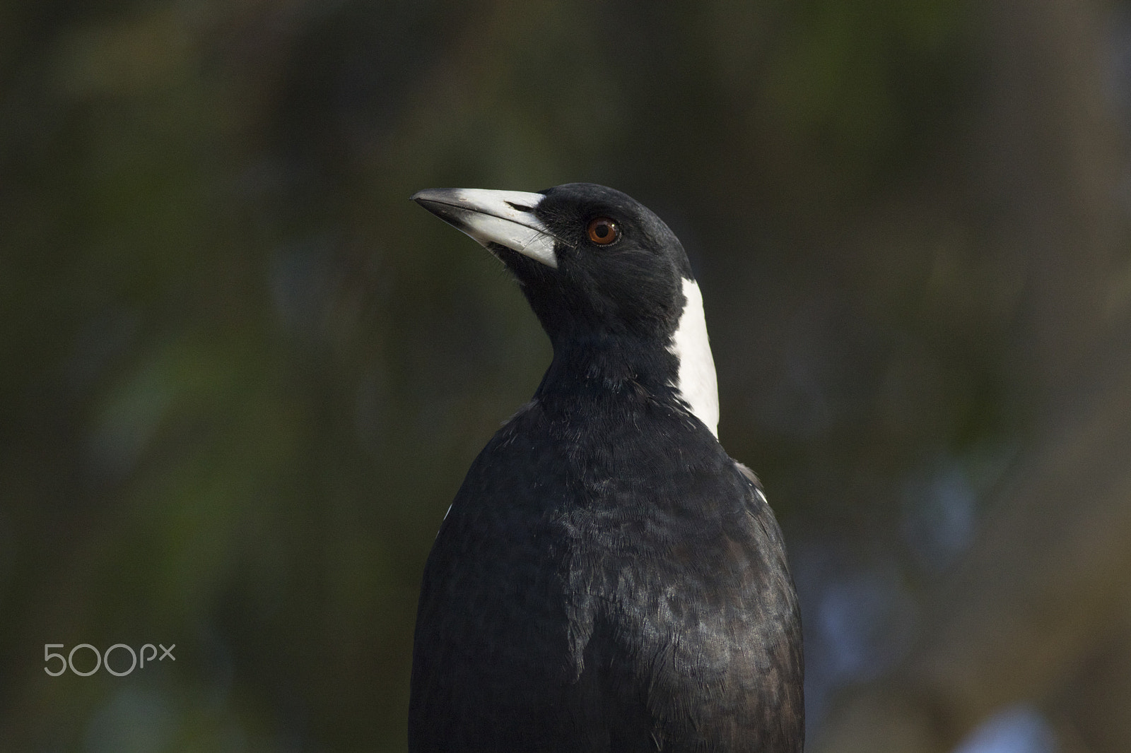 Canon EOS 80D + Canon EF 400mm F5.6L USM sample photo. Magpie portrait photography