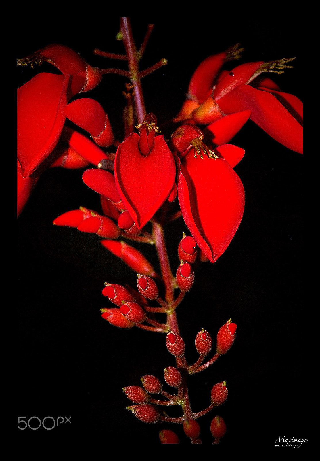 Nikon D40X sample photo. Maximage - p h o t o g r a p h y photography