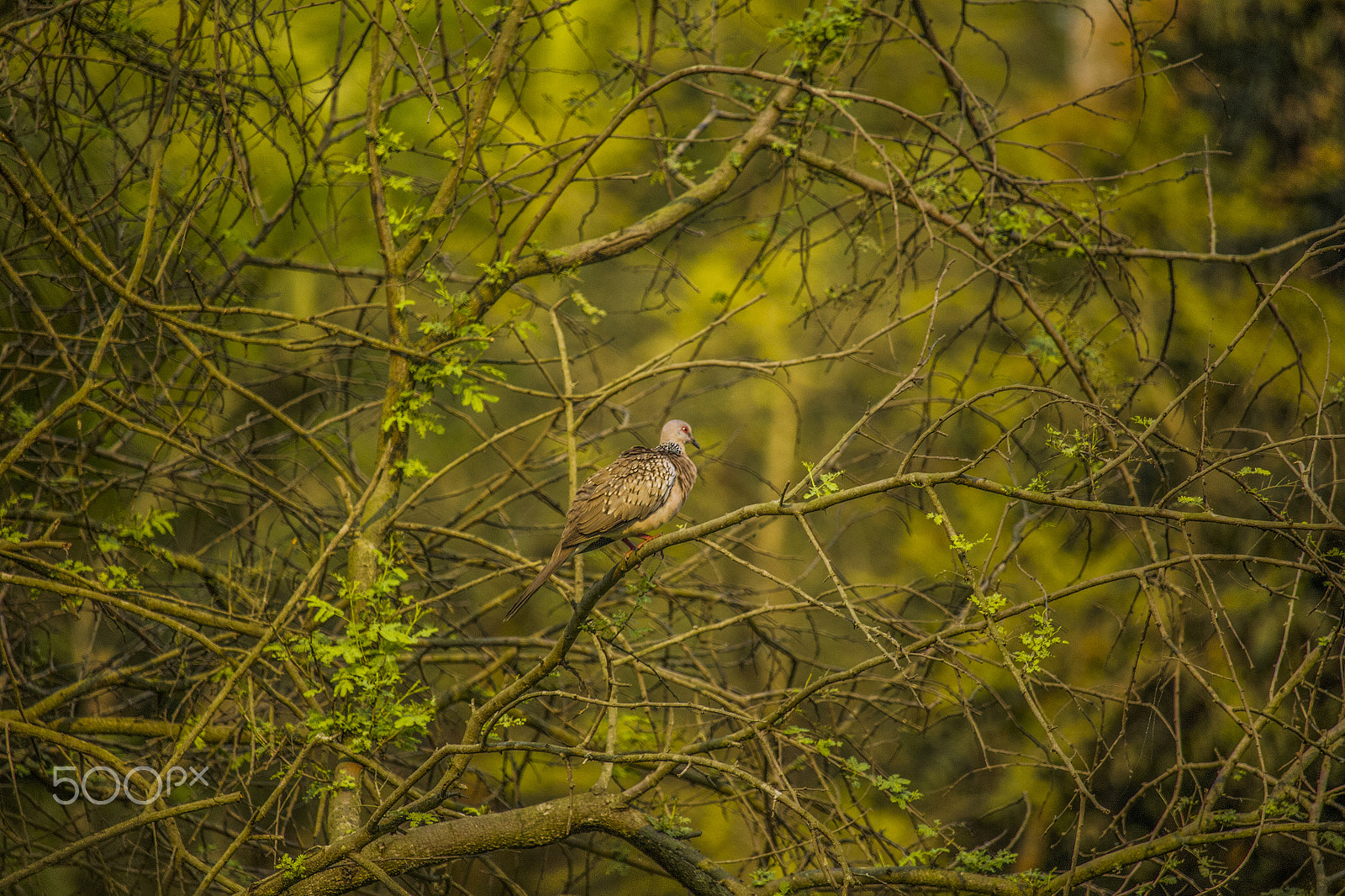 Canon EF-S 55-250mm F4-5.6 IS STM sample photo. Turtle dove photography